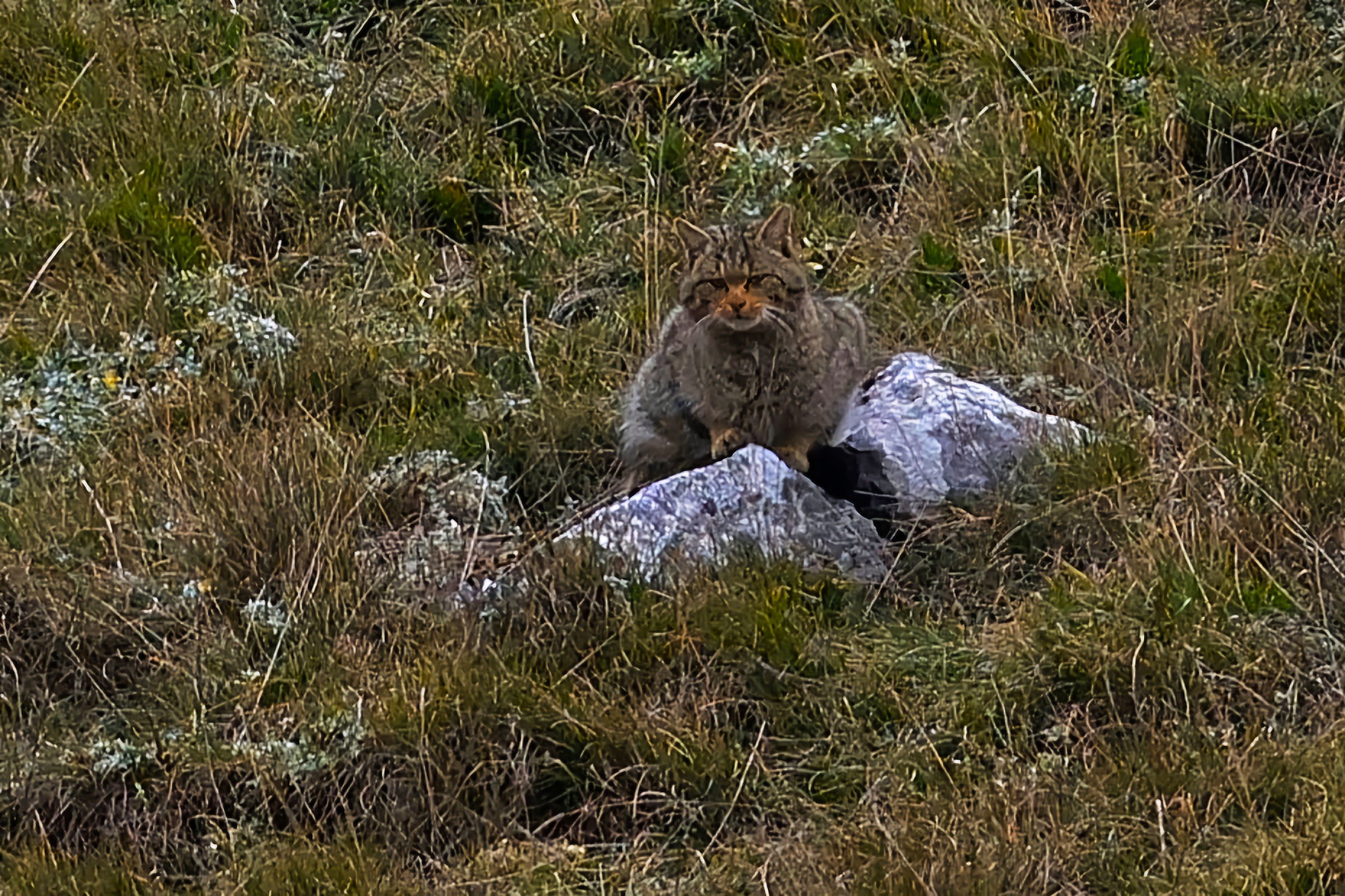 Felis Silvestris pnalm