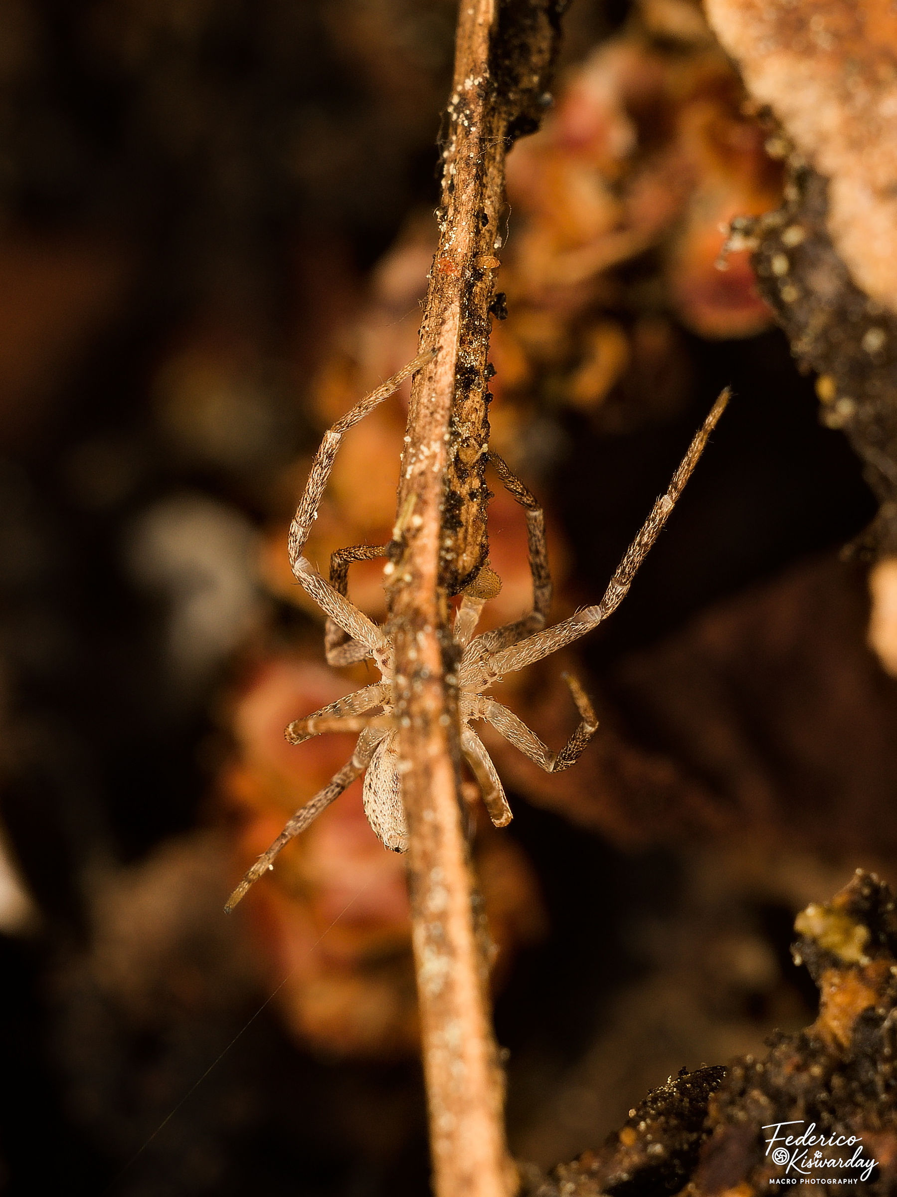 Suspended in the undergrowth