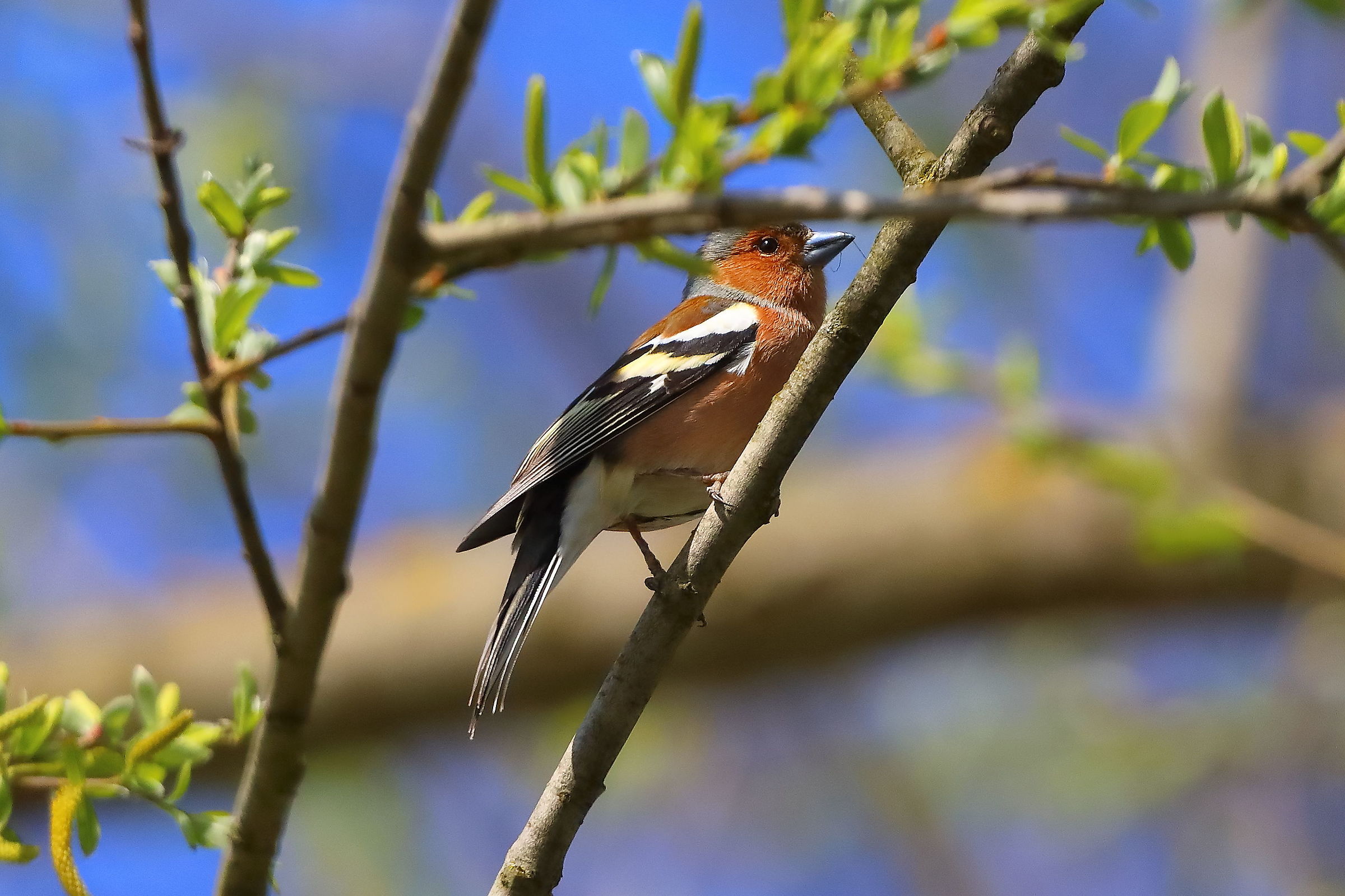 Chaffinch 02 April 2026