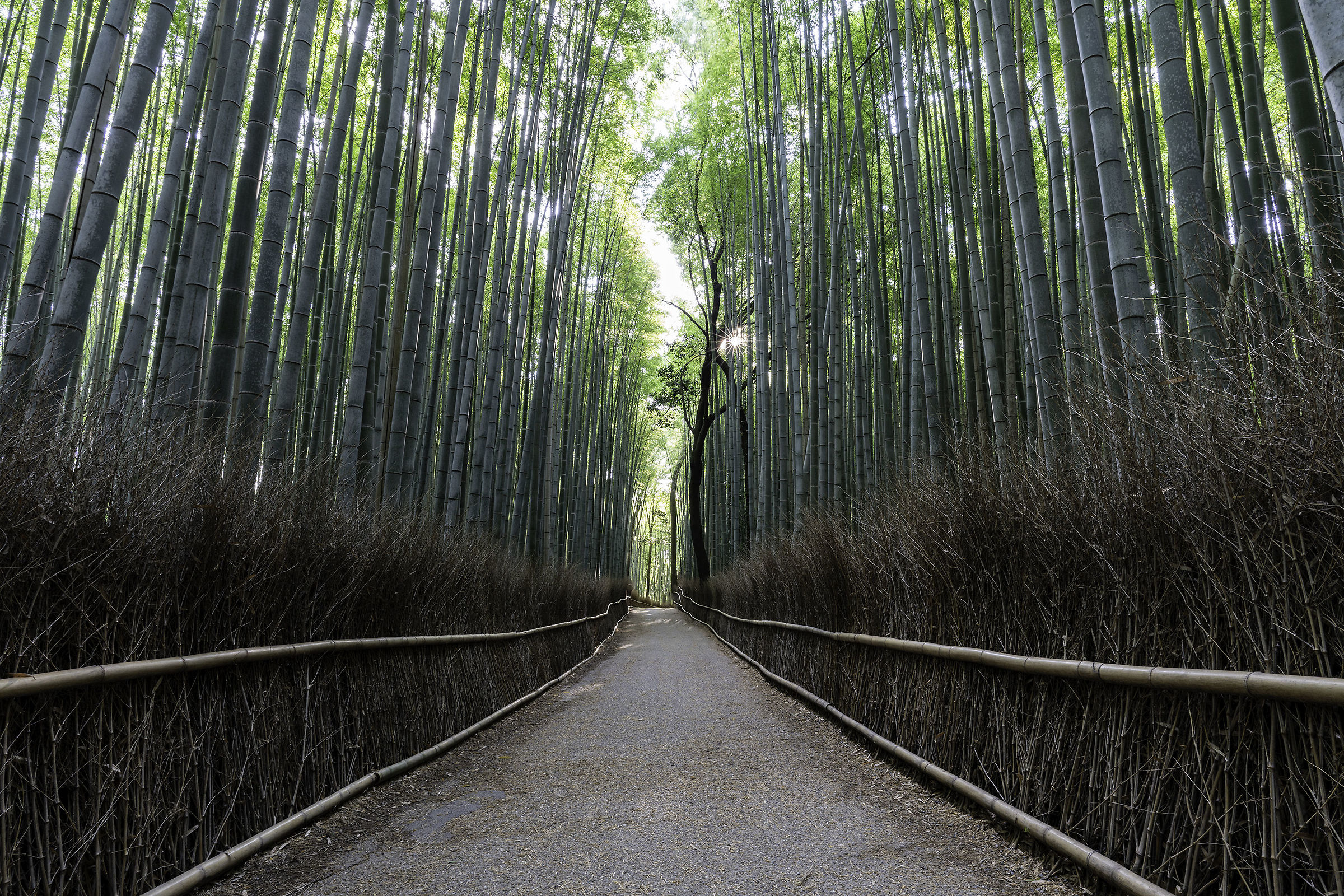 The bamboos of Arashiyama