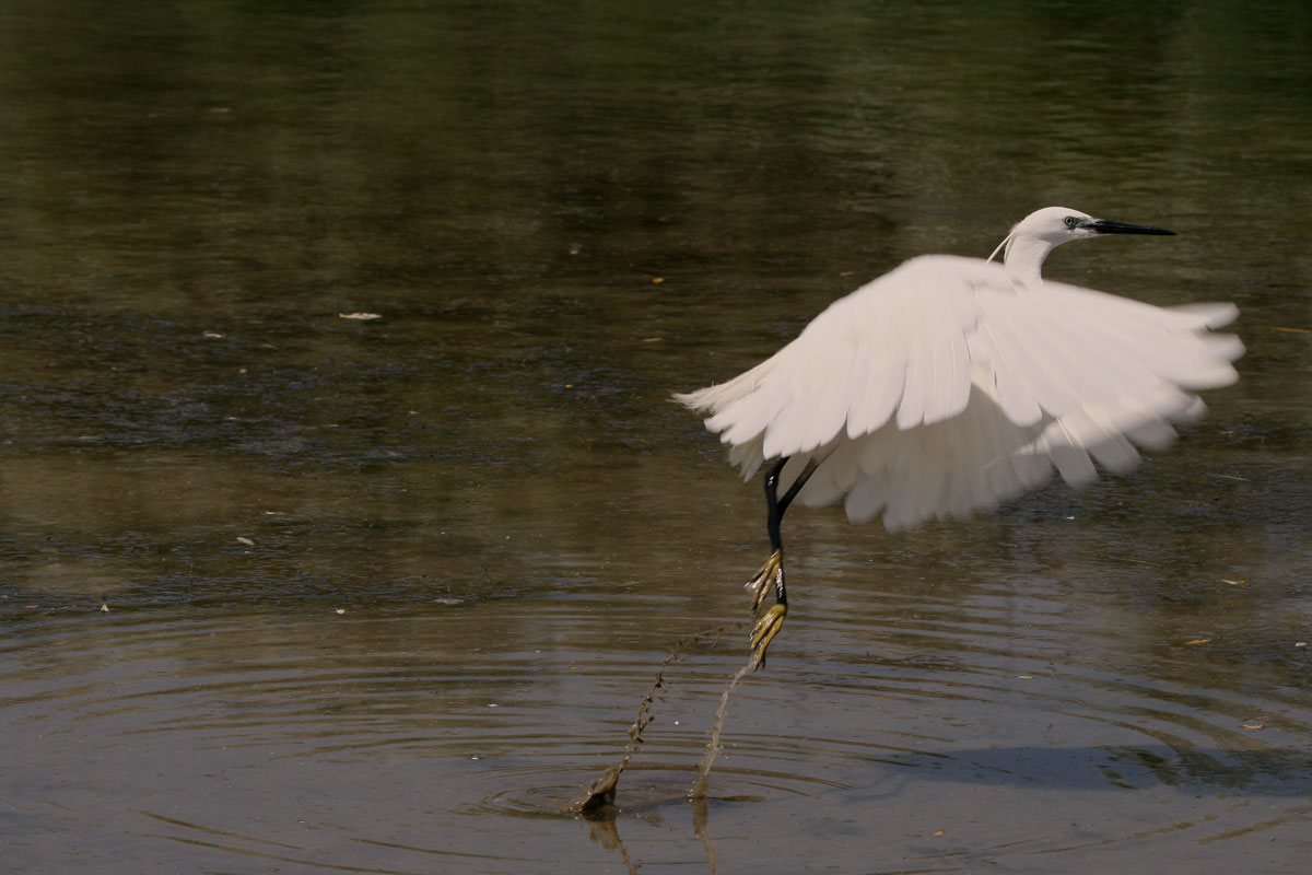 Egret in flight
