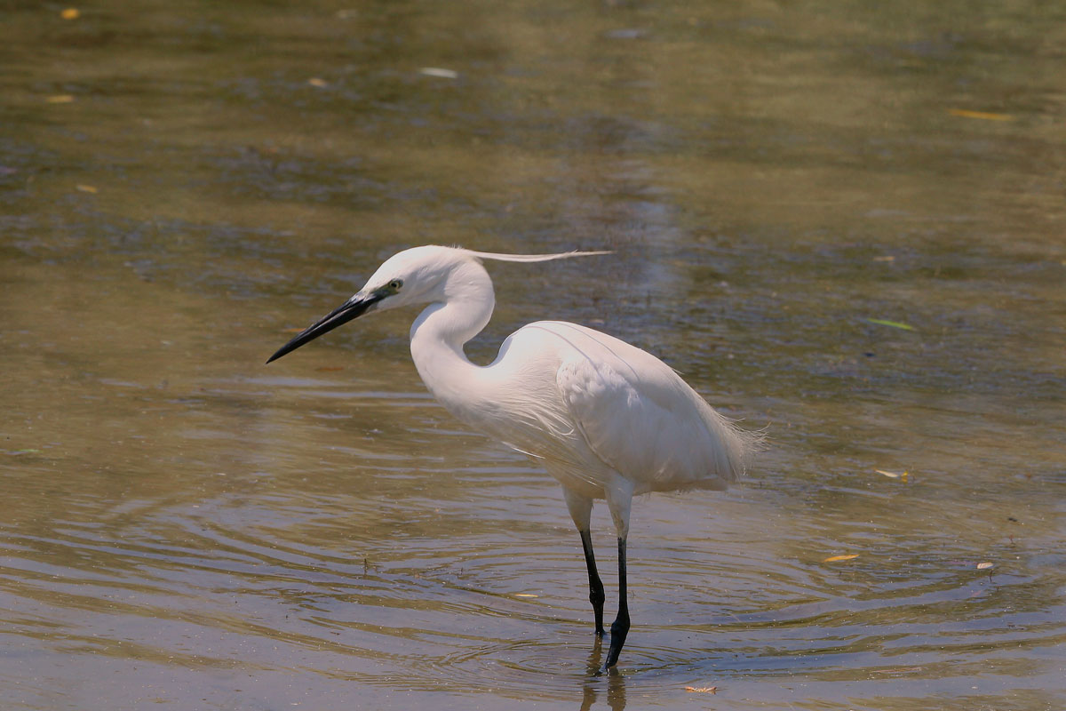 Egret