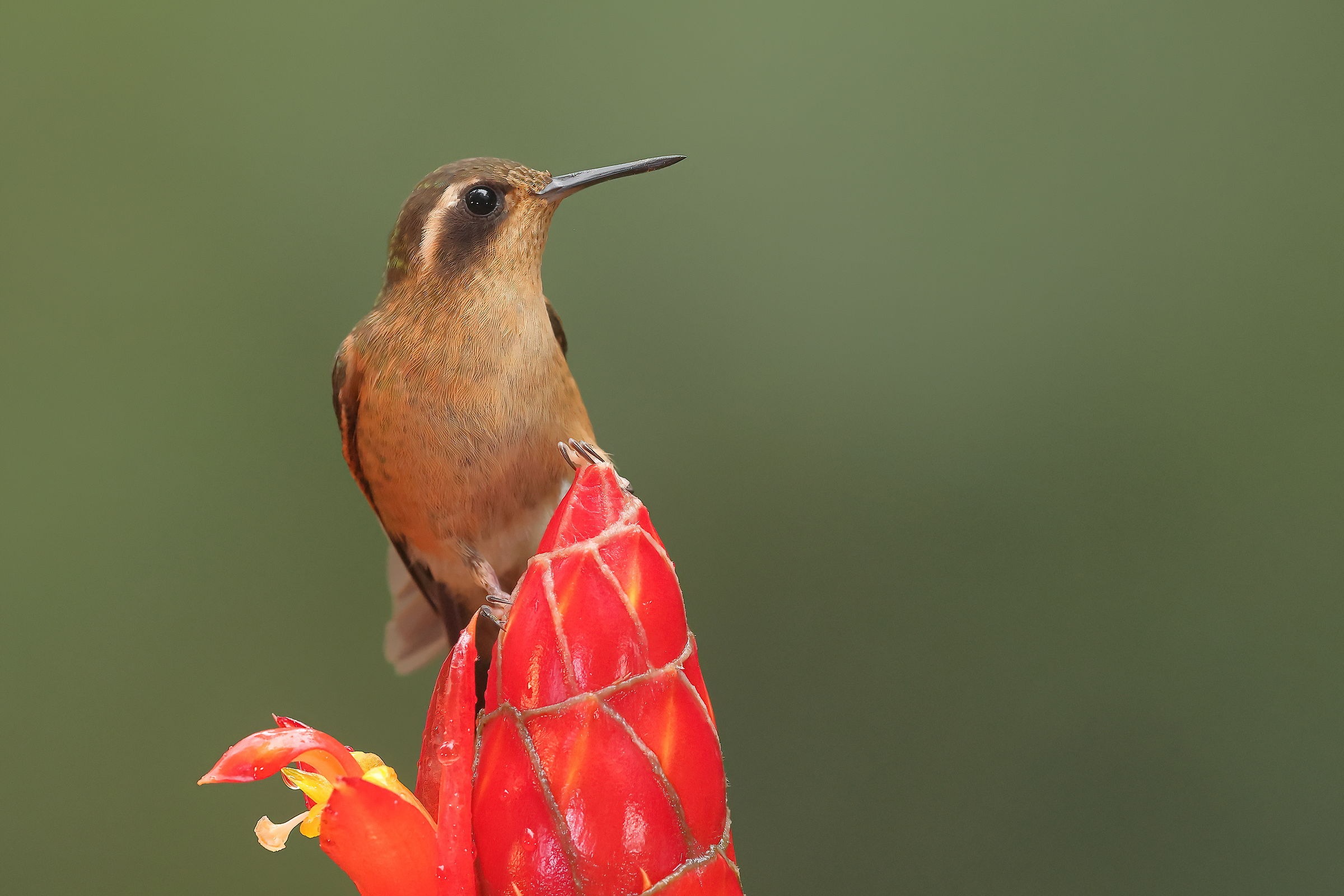 Ash-cheeked hummingbird