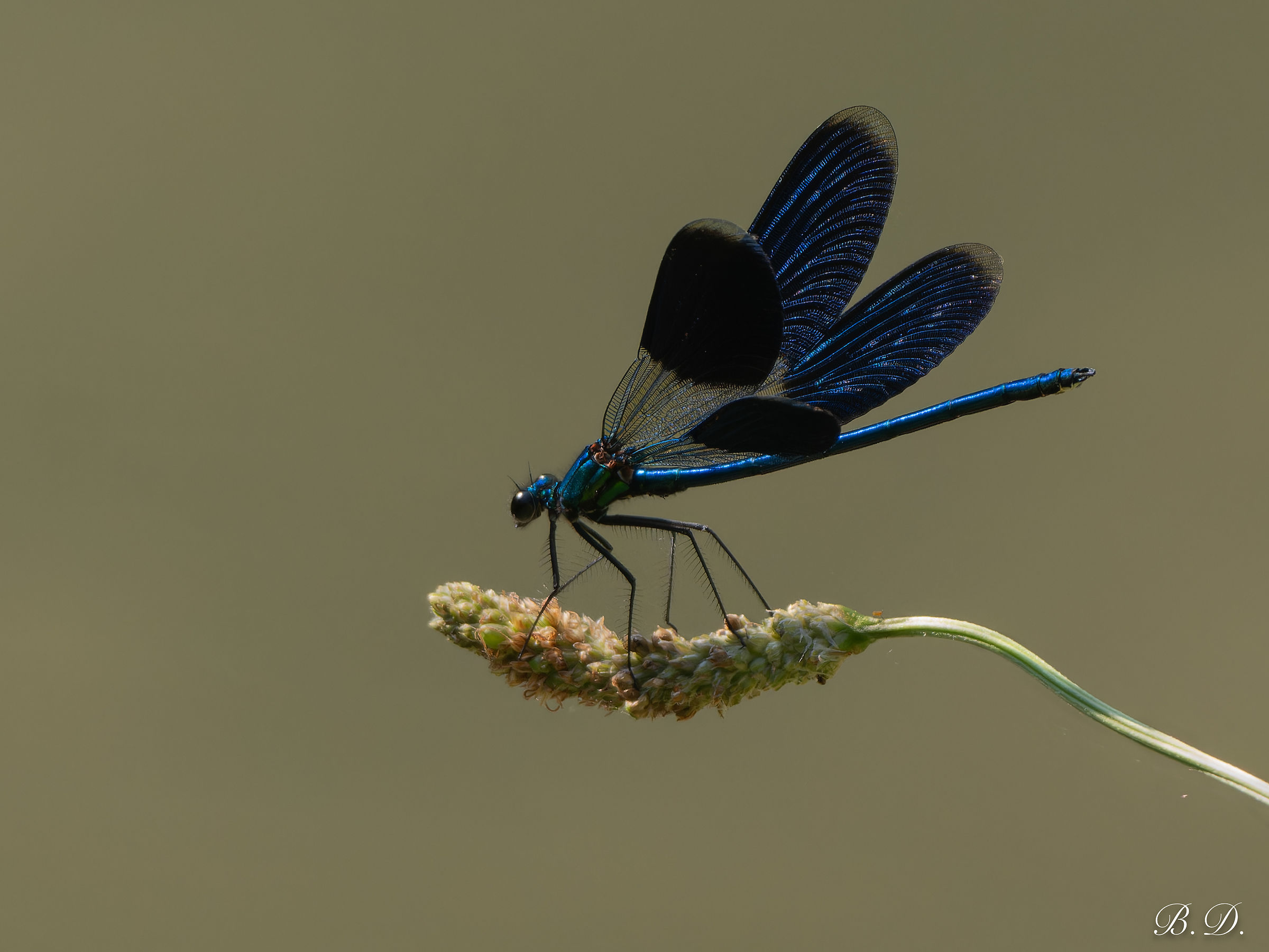 Calopteryx splendens