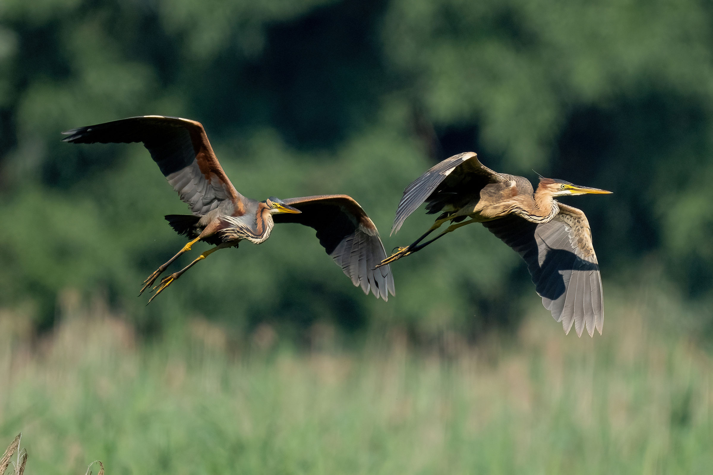 Airone rosso (Ardea purpurea)