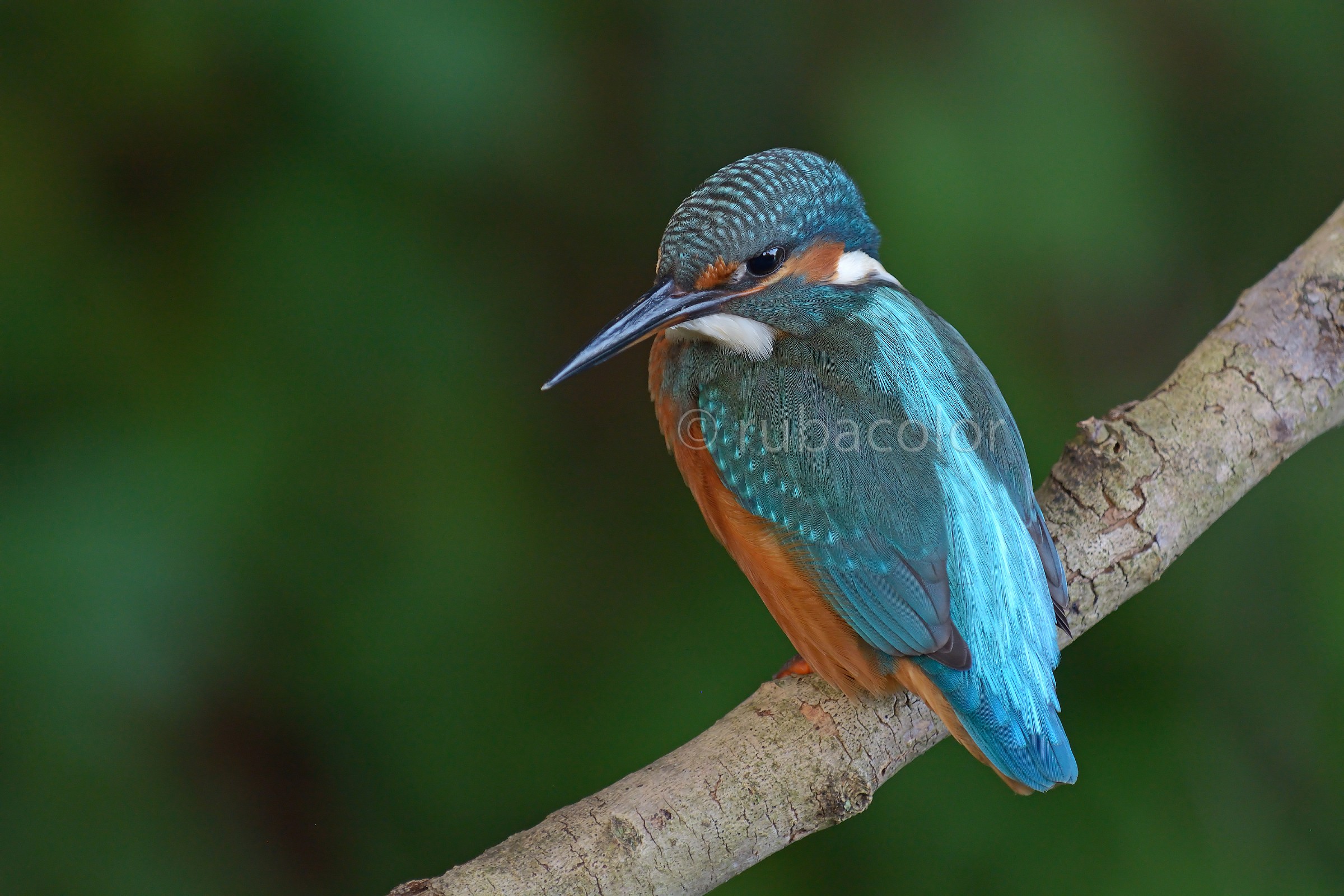 A duplicate martino with 70-200