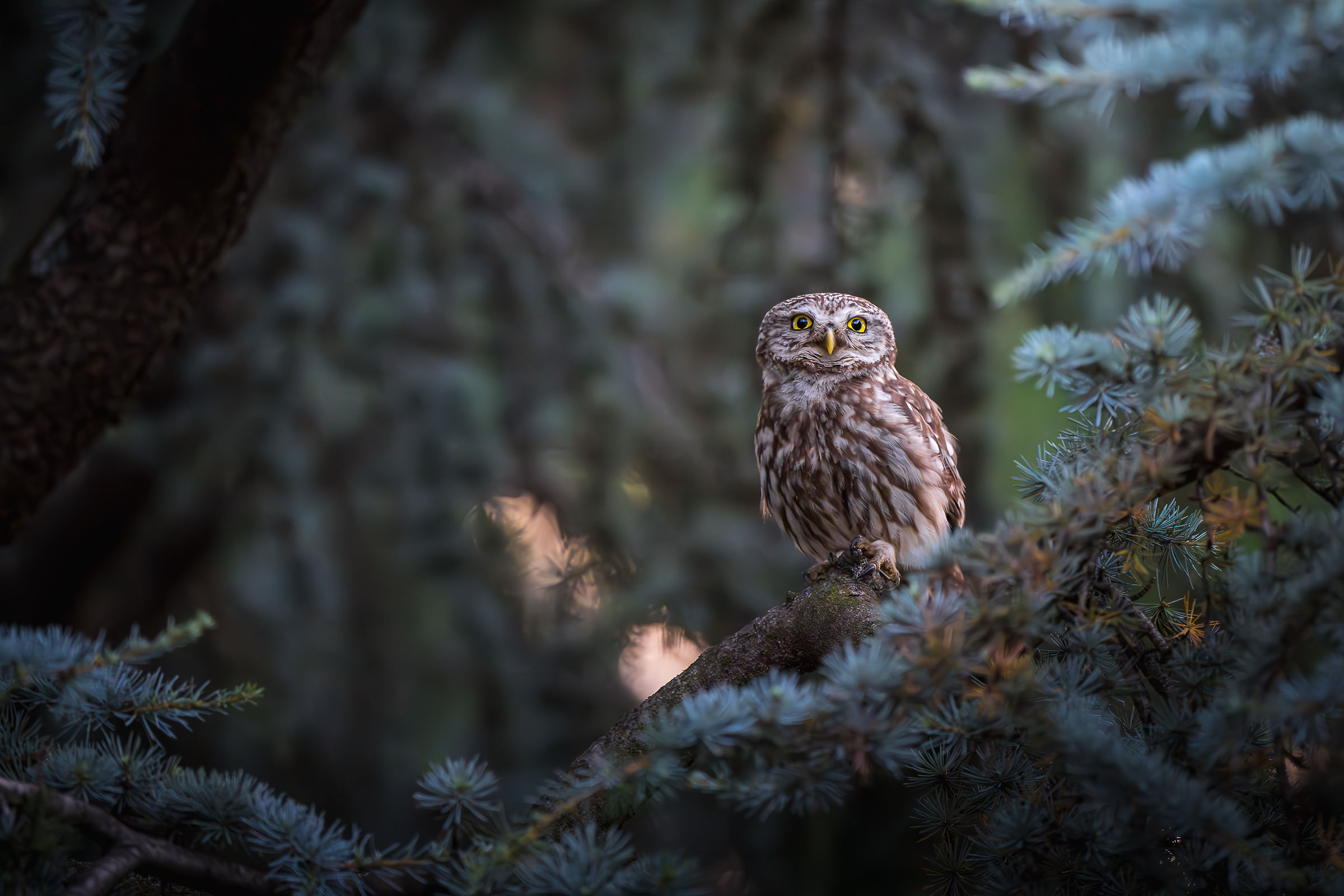 Owl
