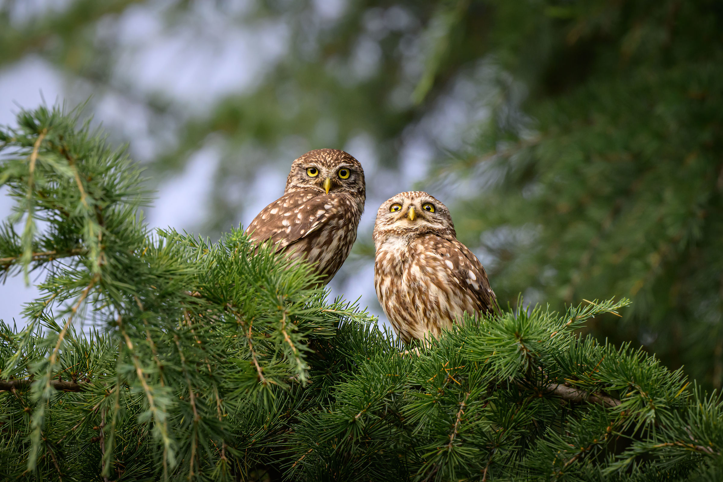 Pair of owls