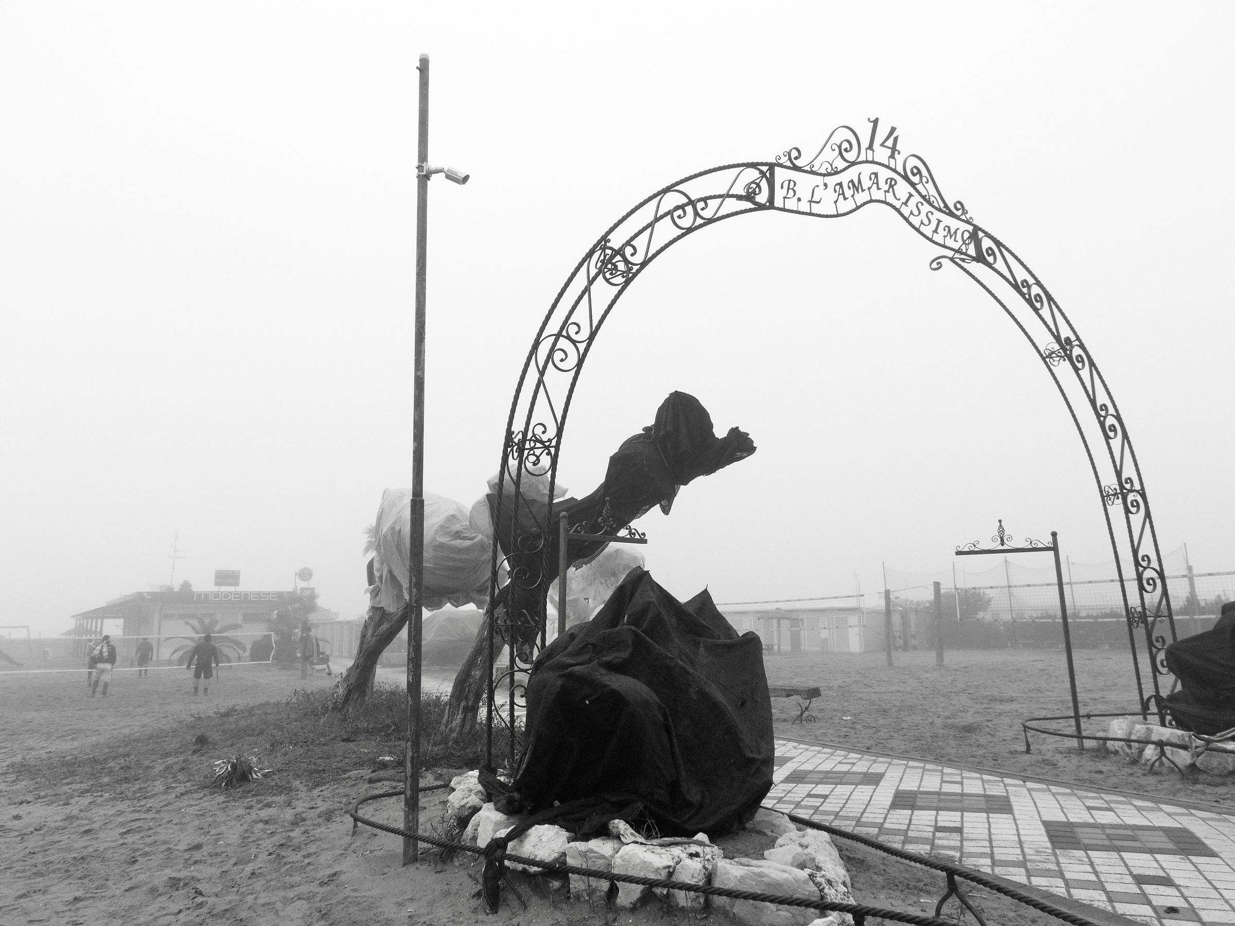 The camel