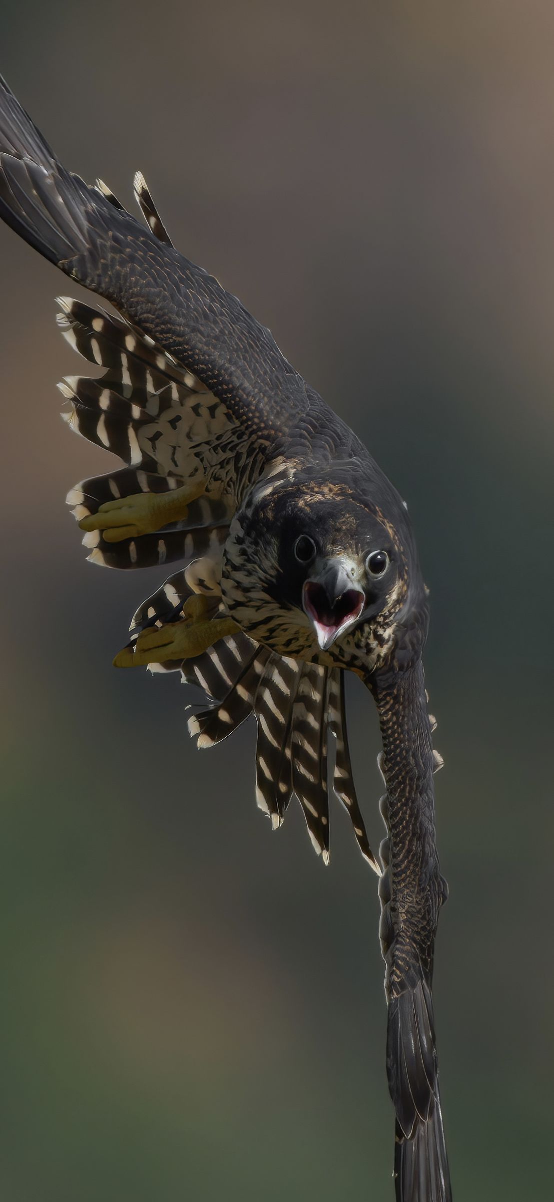 falco pellegrino giovane