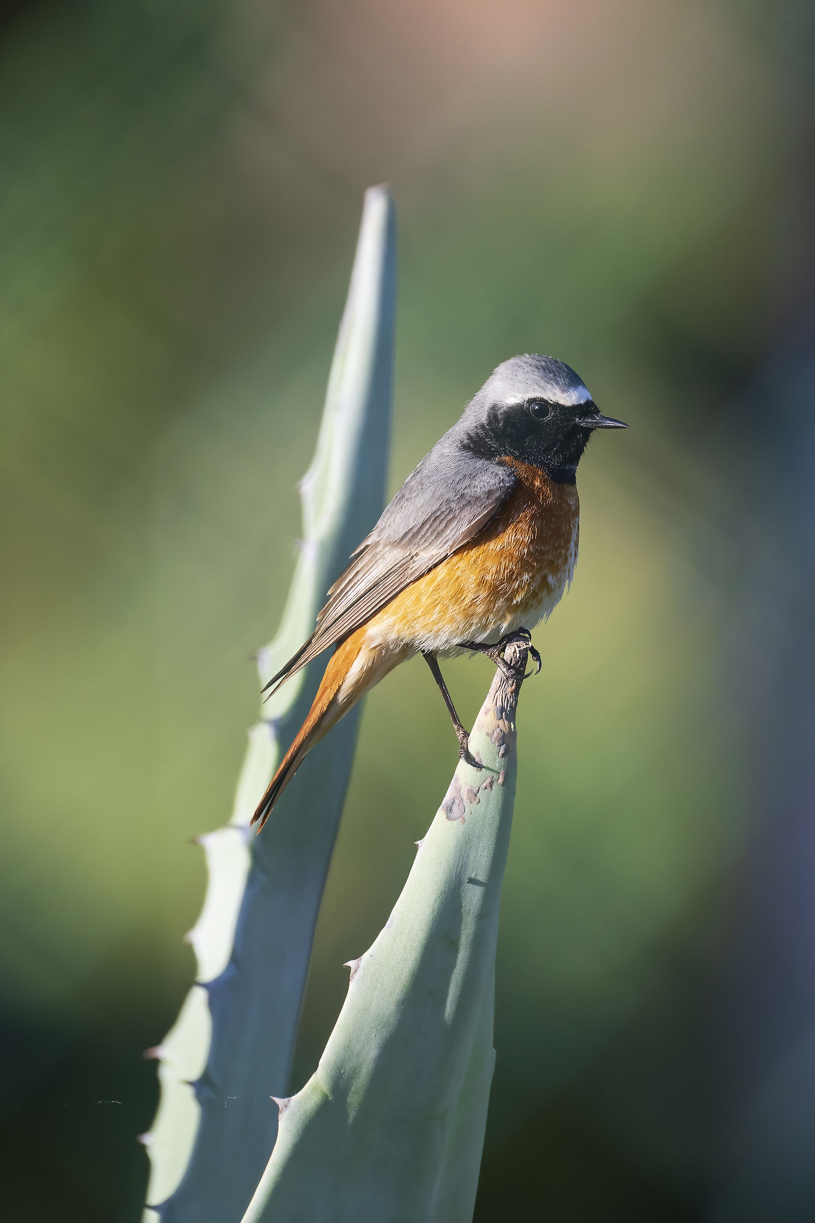 Common Redstart