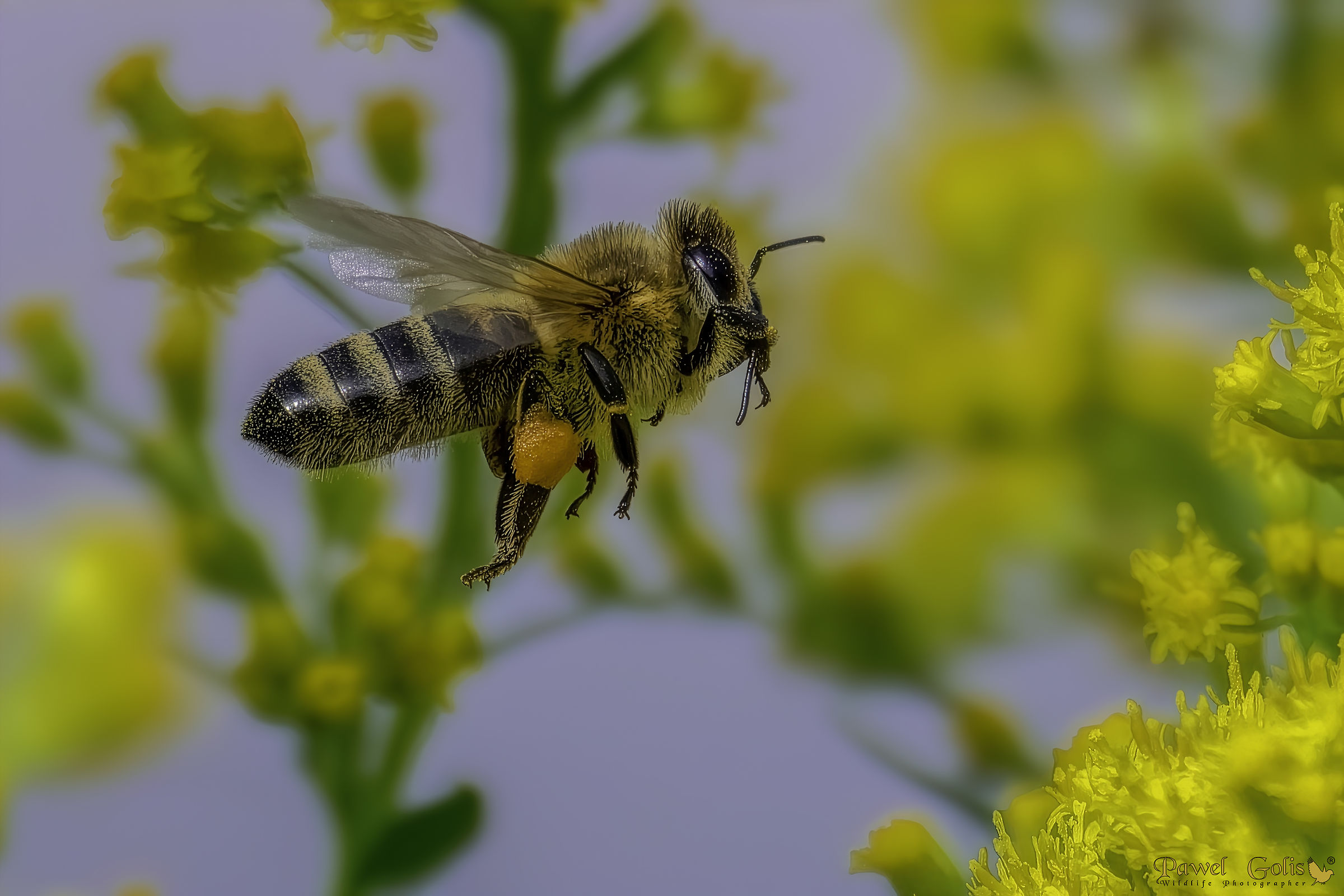Ape mellifera occidentale (Apis mellifera)