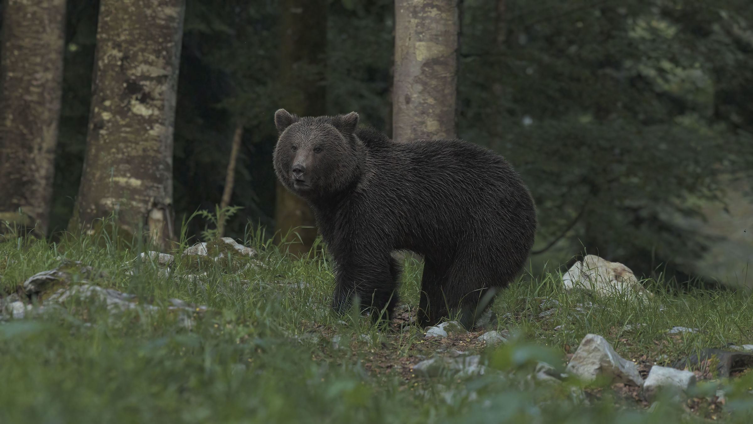 Brown Bear, Slovenia