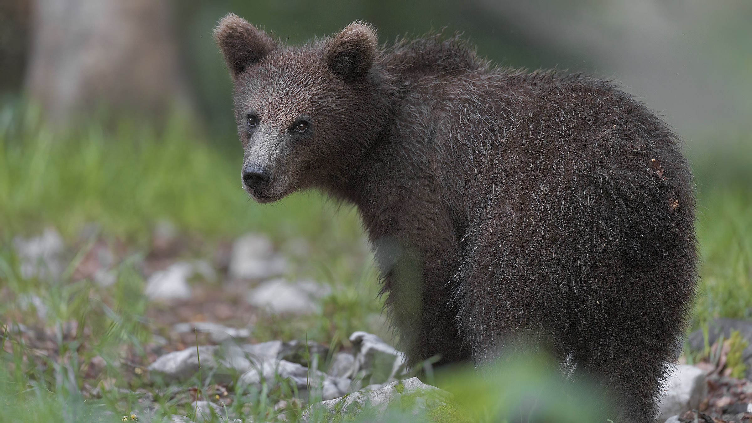 Brown Bear, Slovenia