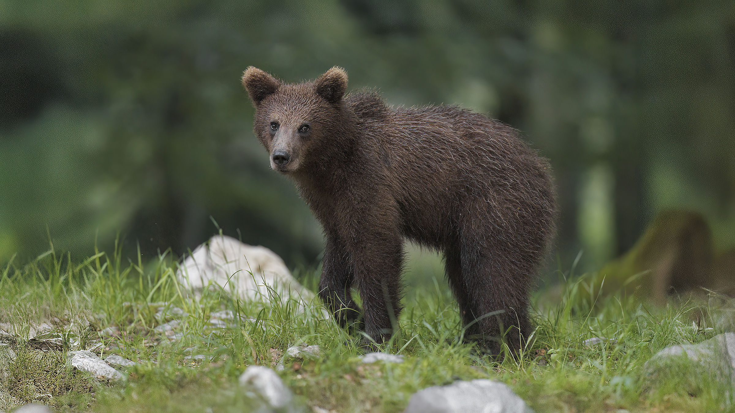 Brown Bear, Slovenia