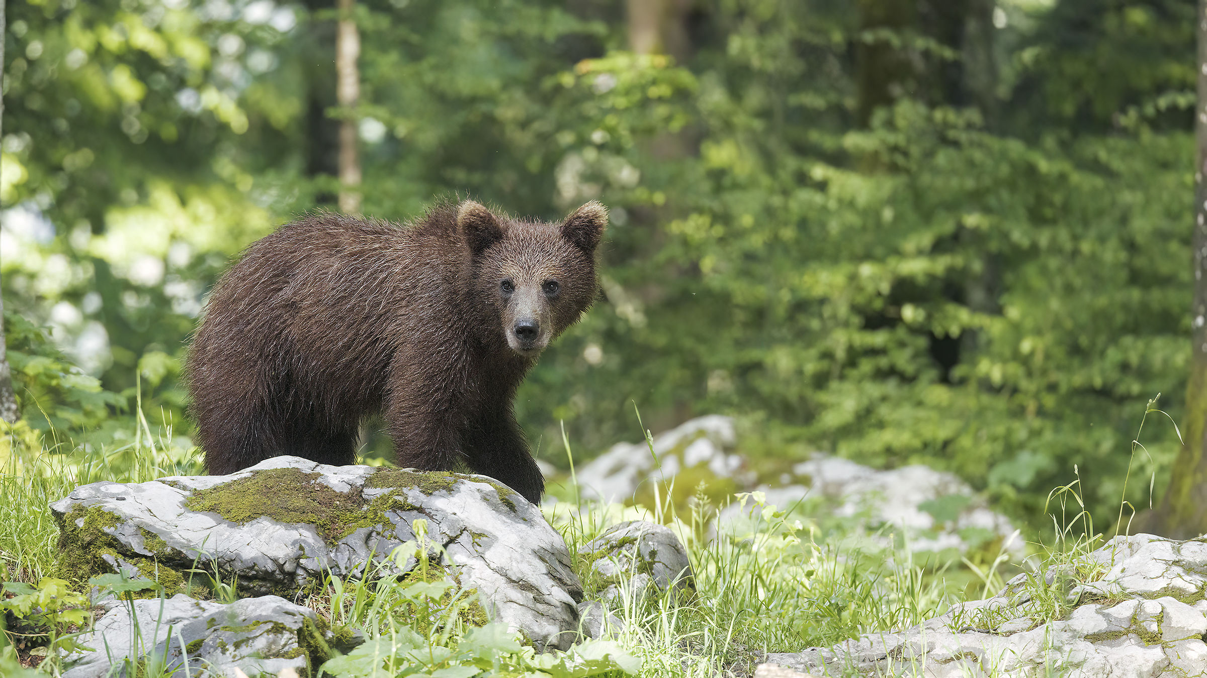 Brown Bear, Slovenia