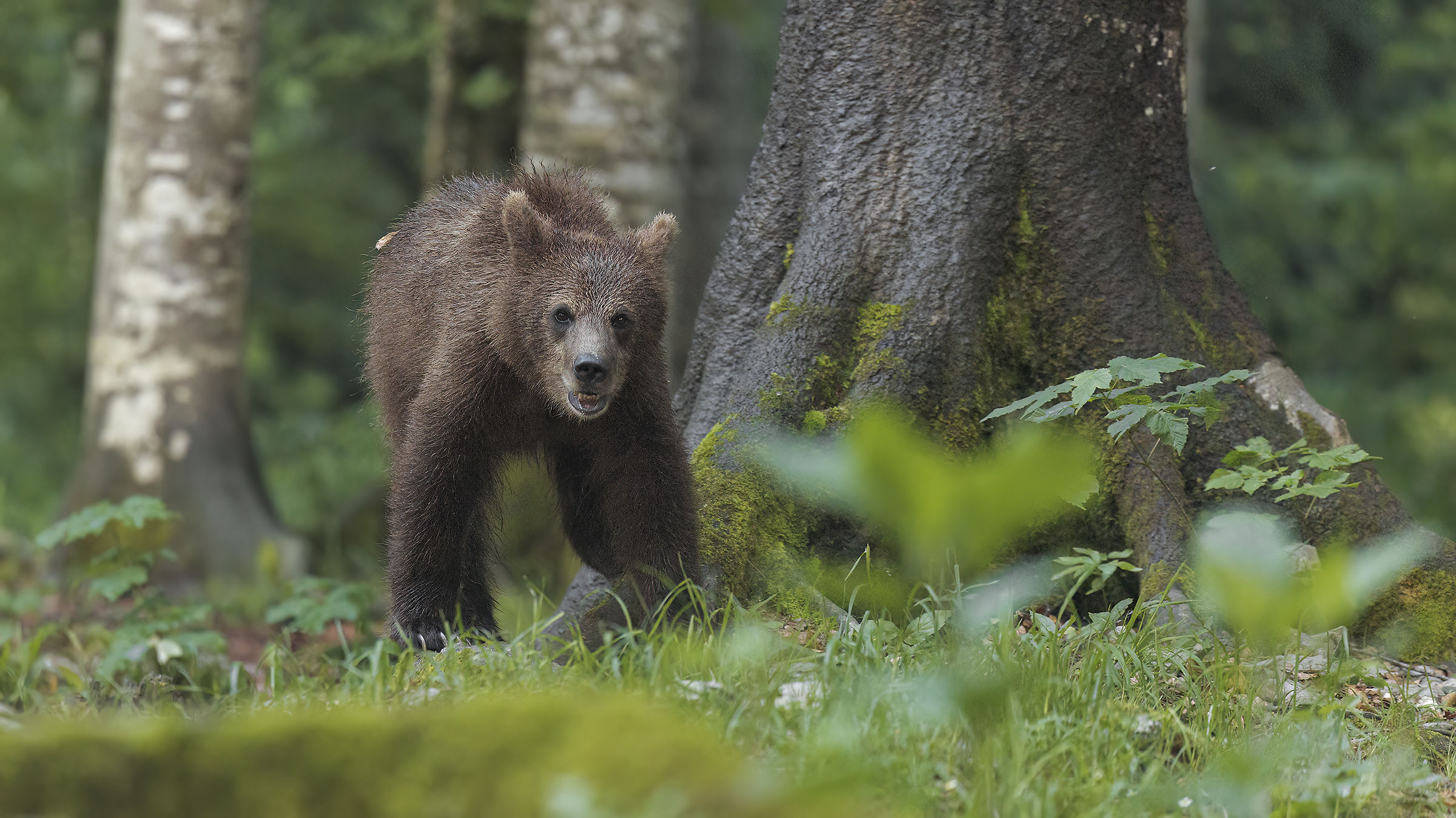 Brown Bear, Slovenia
