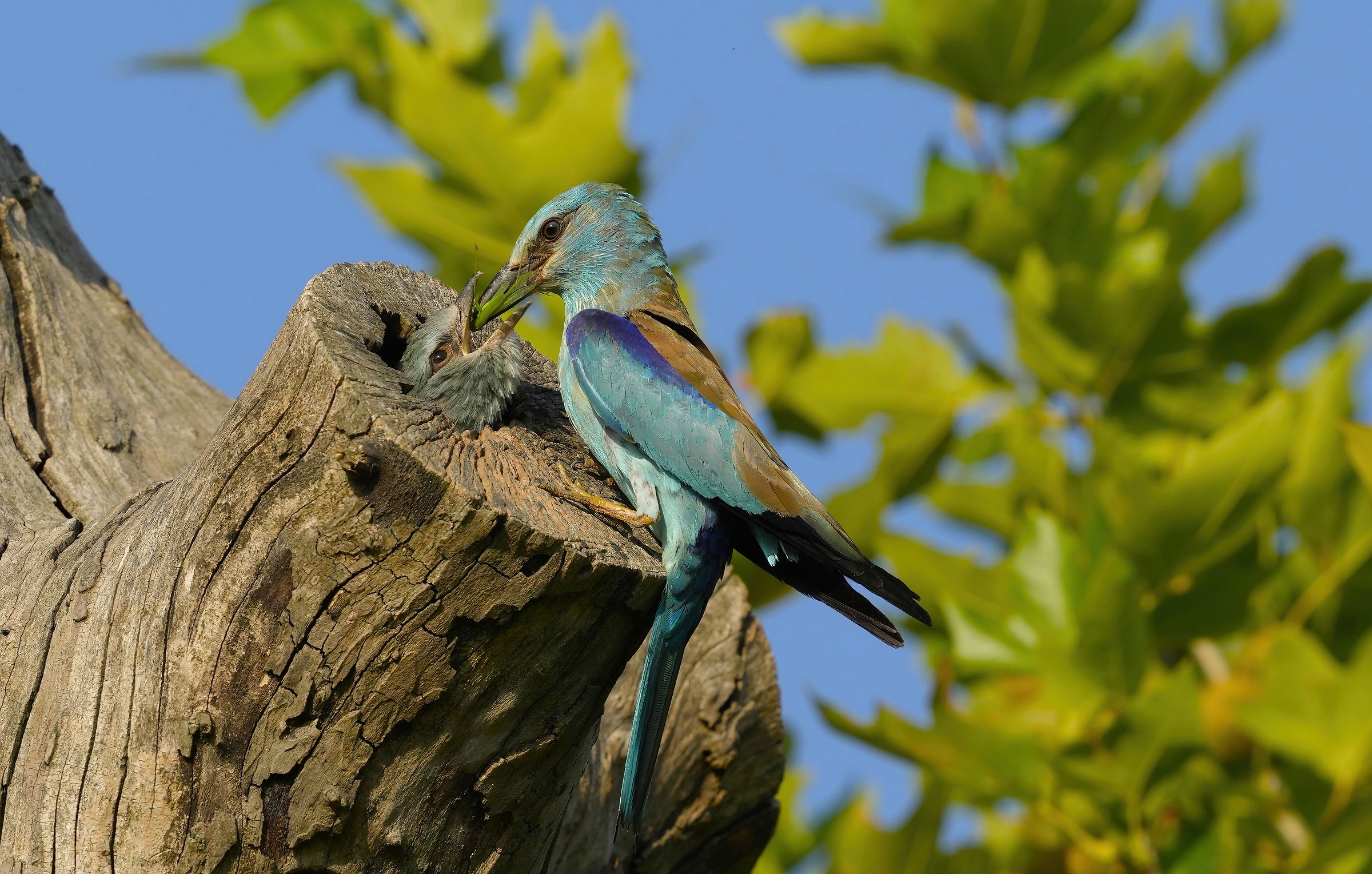 European jay