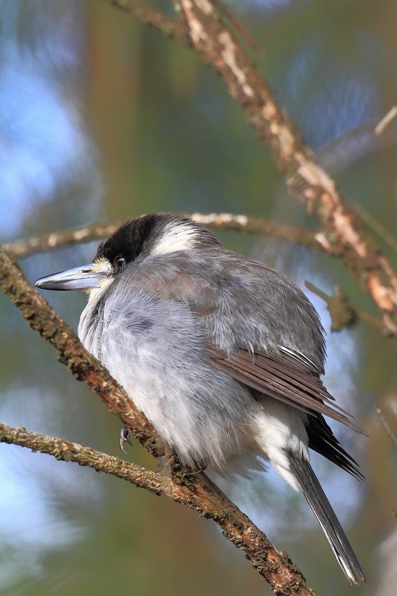 Grey Butcherbird