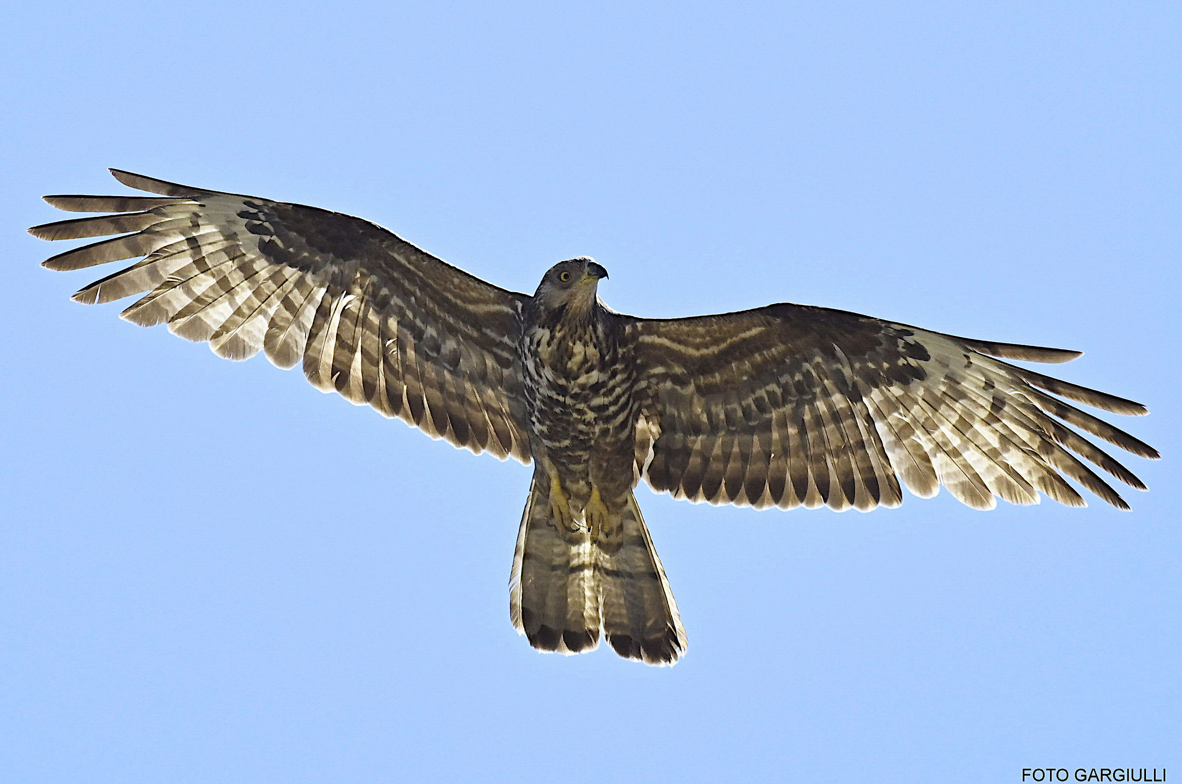 Honey Buzzard
