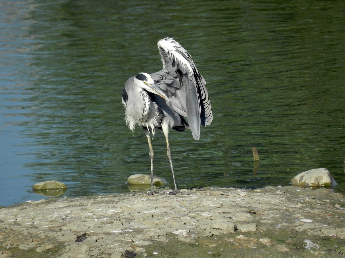 una pulitina al motore sinistro!!!!!