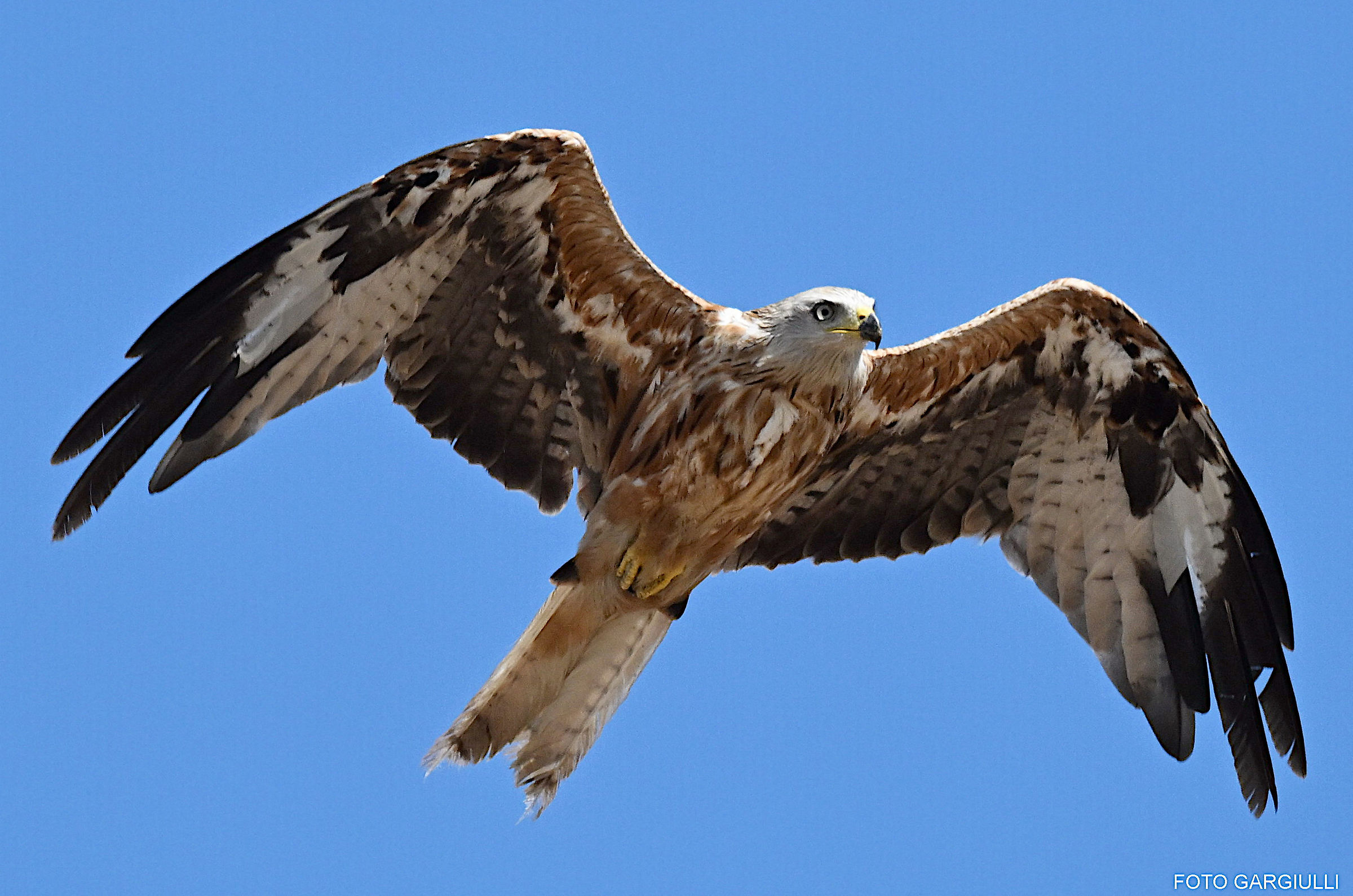 Red Kite