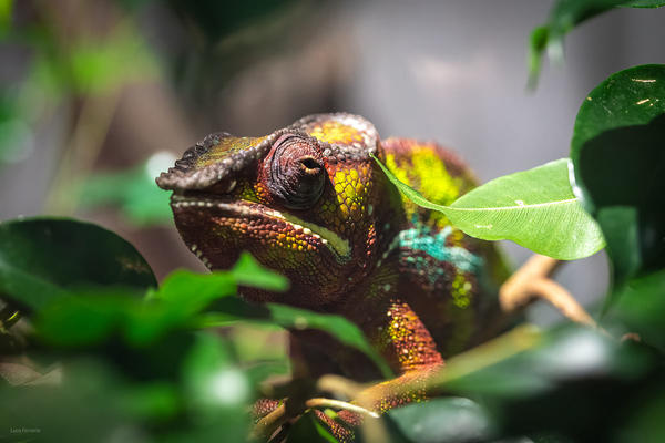 Foto