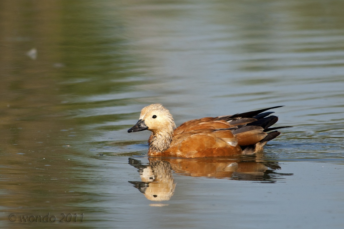 Ruddy Shelduck