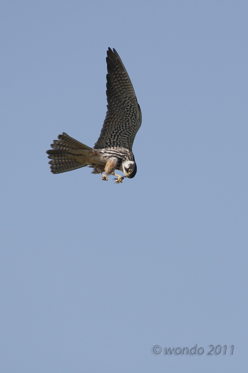 hobby with prey
