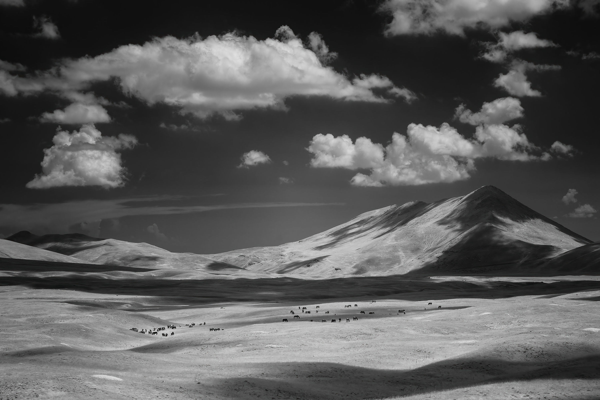 The horses of Campo Imperatore