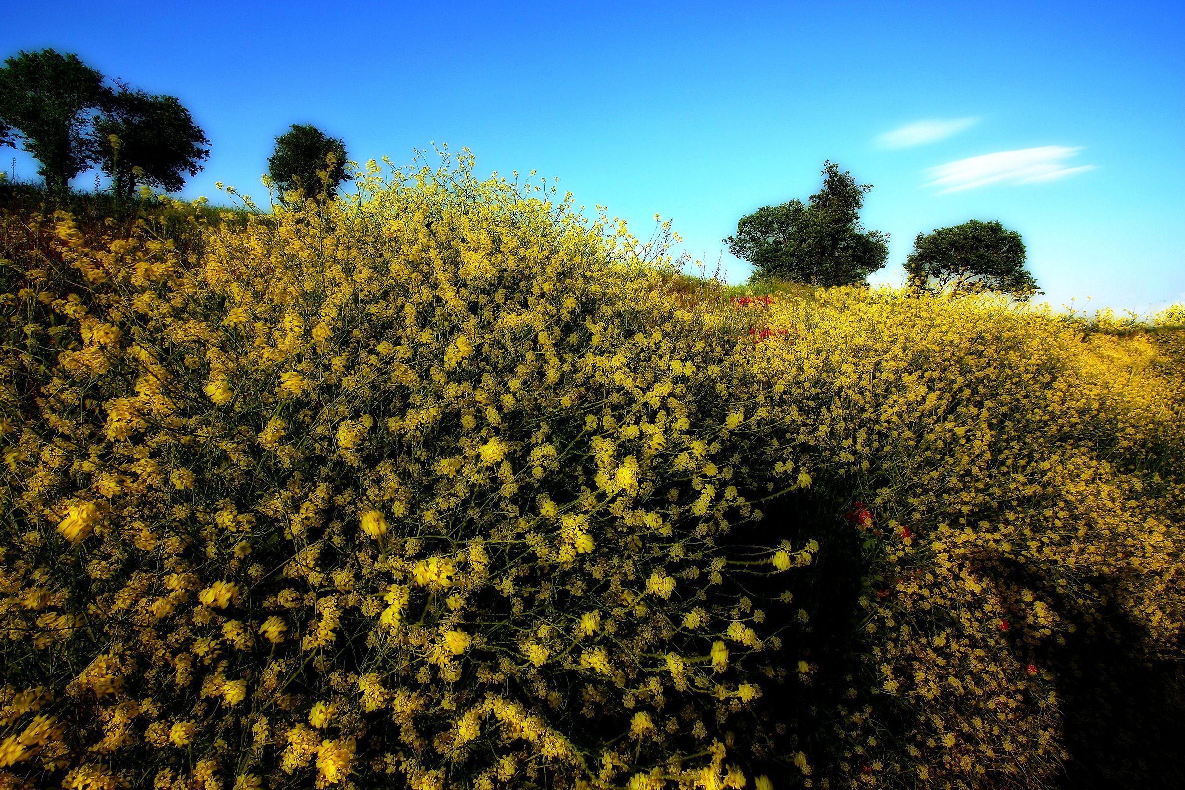 Shaded yellow