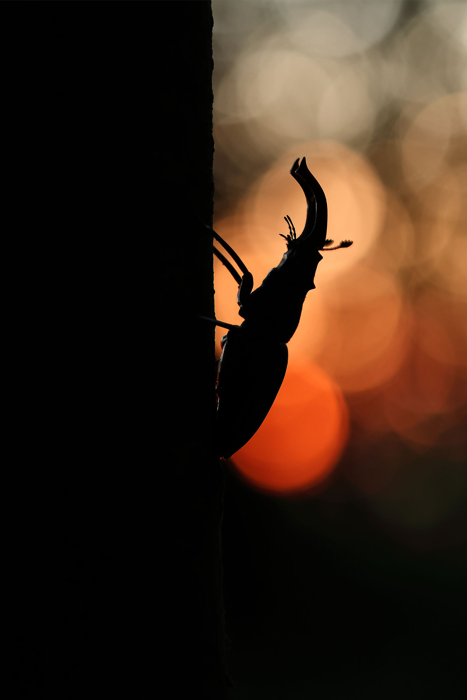 Quando il sole si addormenta