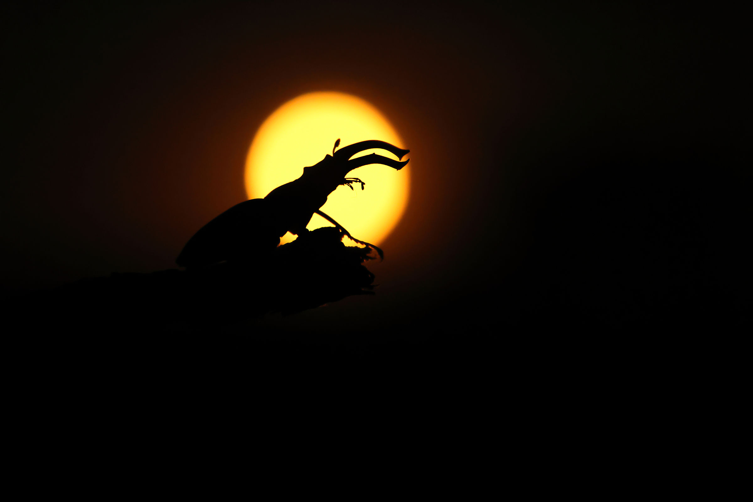 Luna del Lupo
