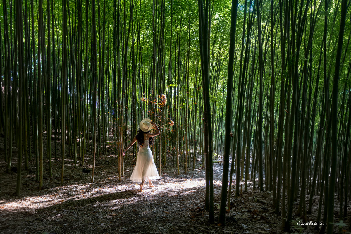 La foresta di bambù