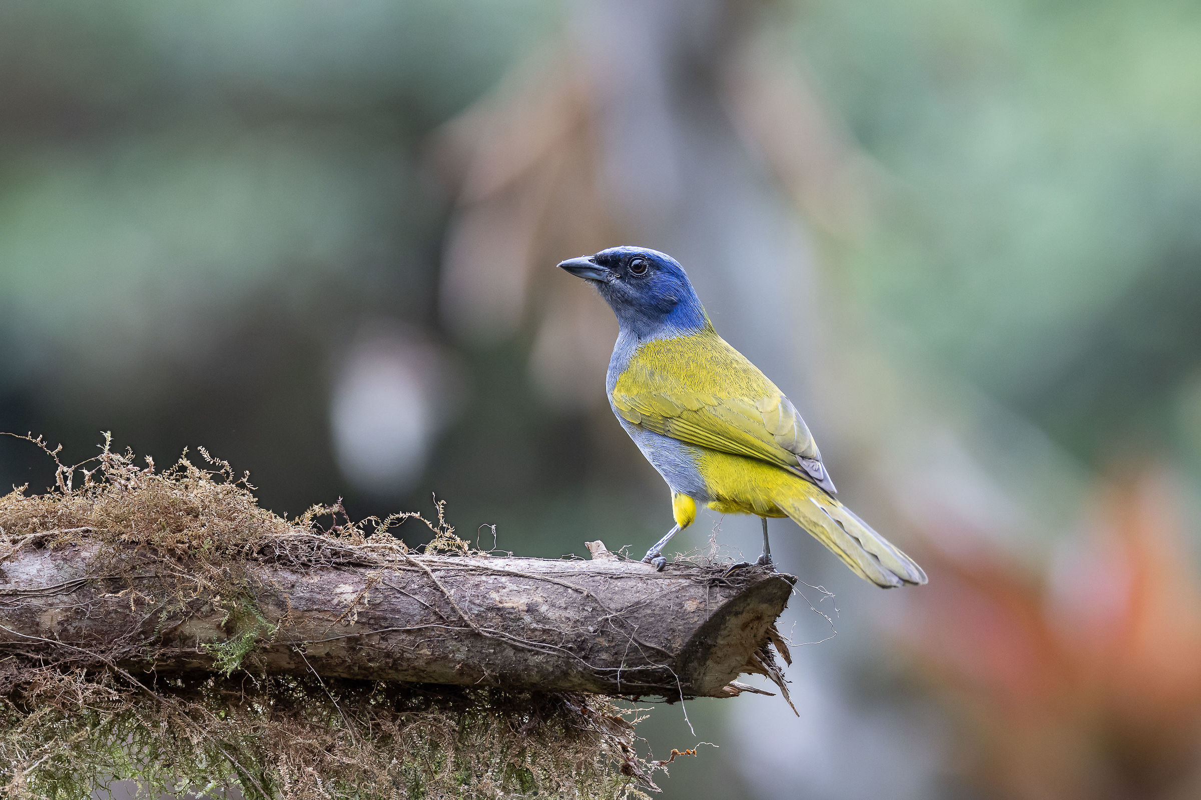 Blue-headed Tangara