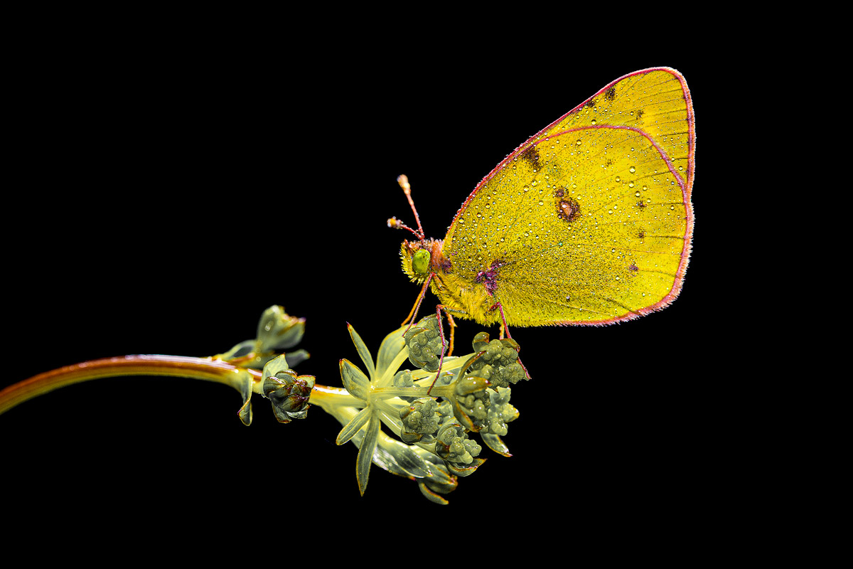 Colias alfacariensis