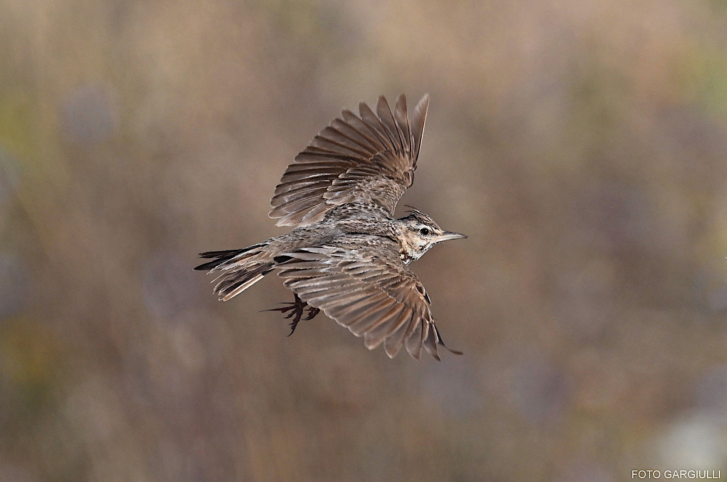 Skylark