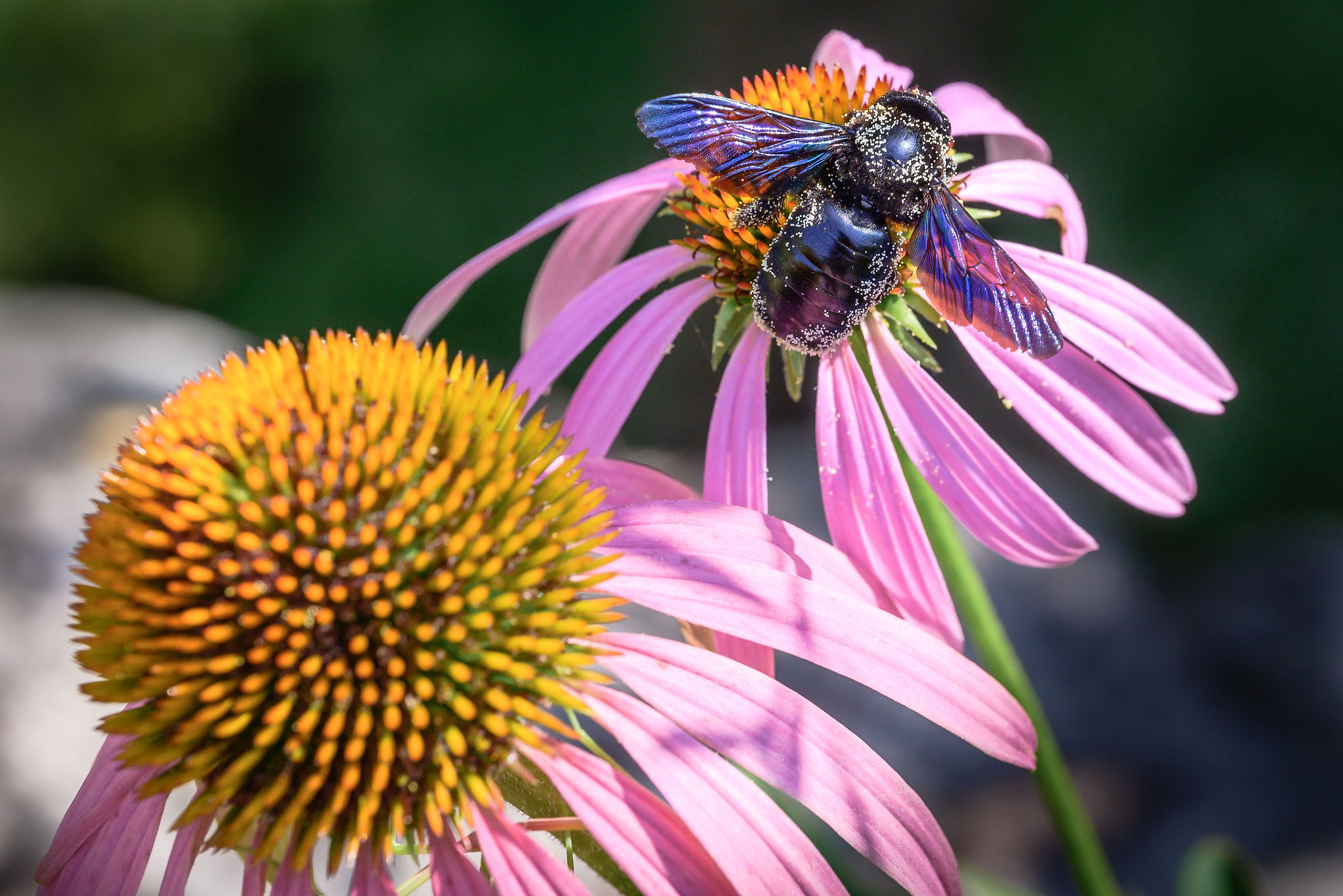 Ape legnaiola (Xylocopa Violacea) su fiori di Echinacea