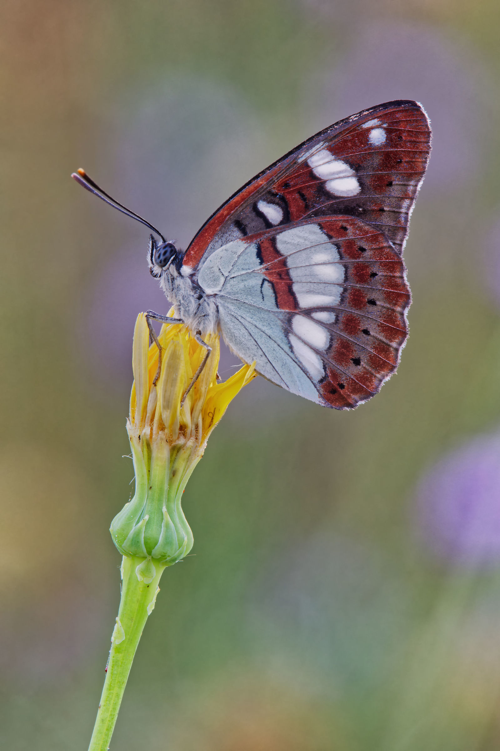 Limenitis reducta