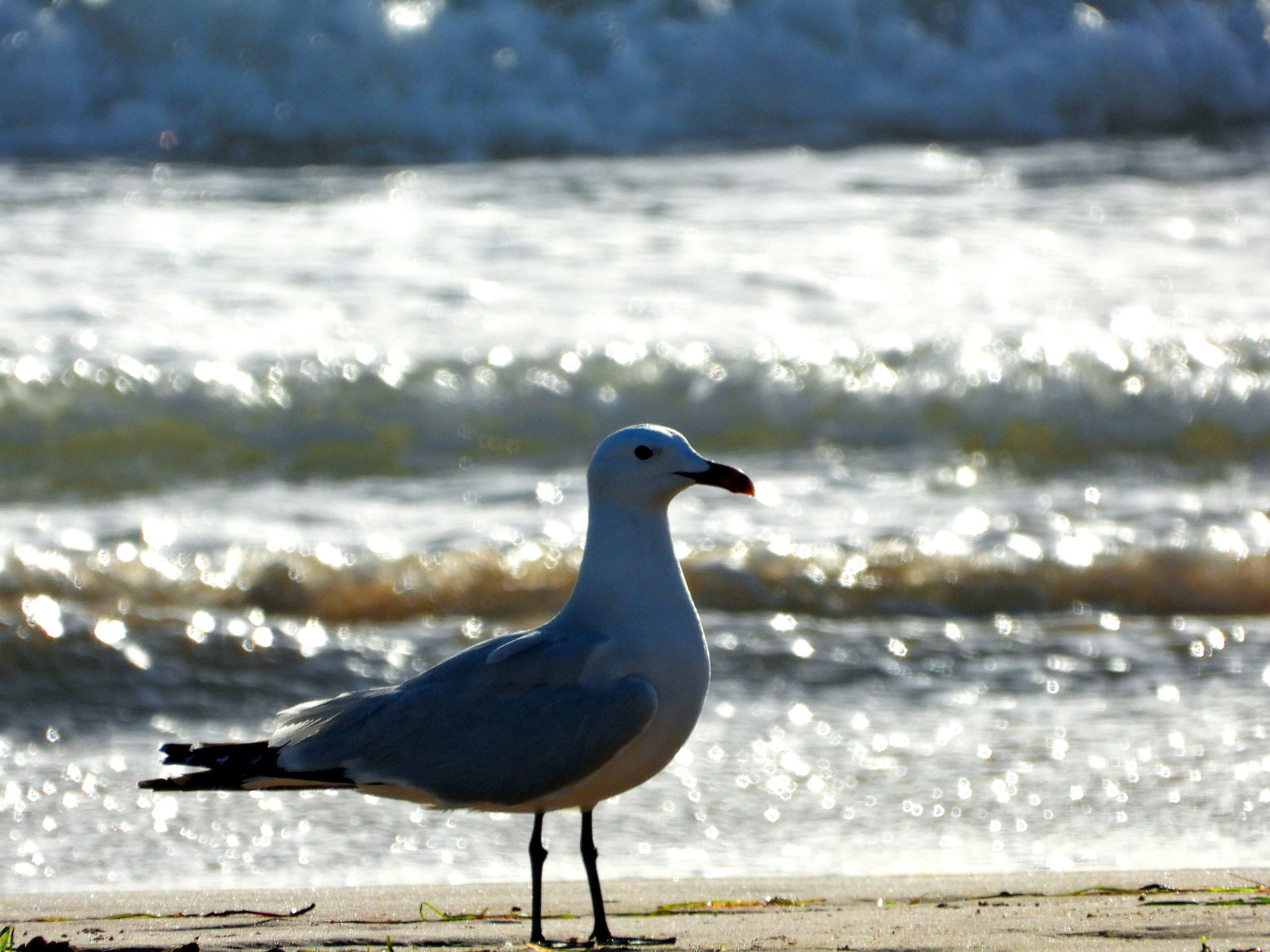 Mare Mosso Gabbiano Tranquillo