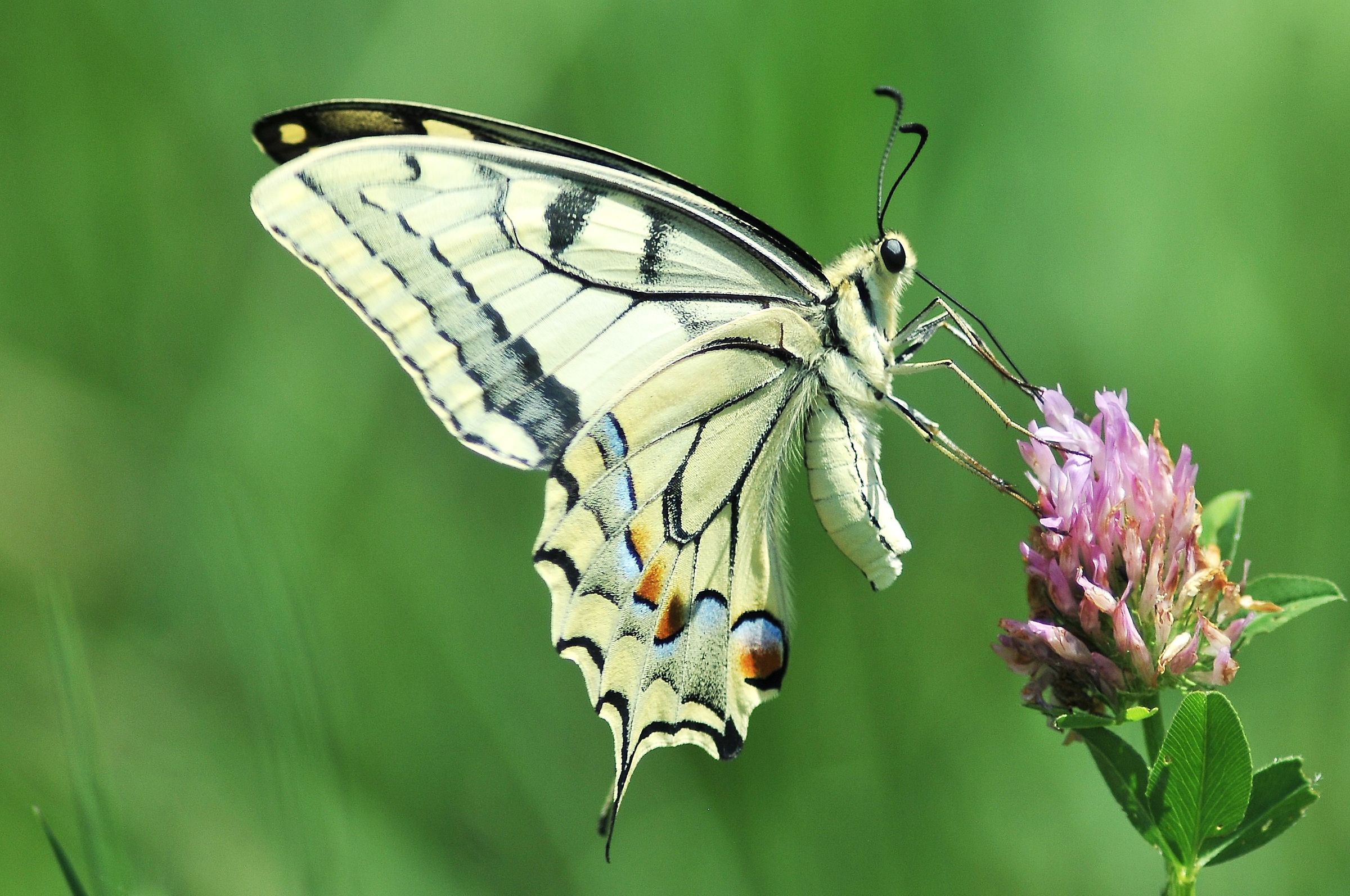 Papilio machaon