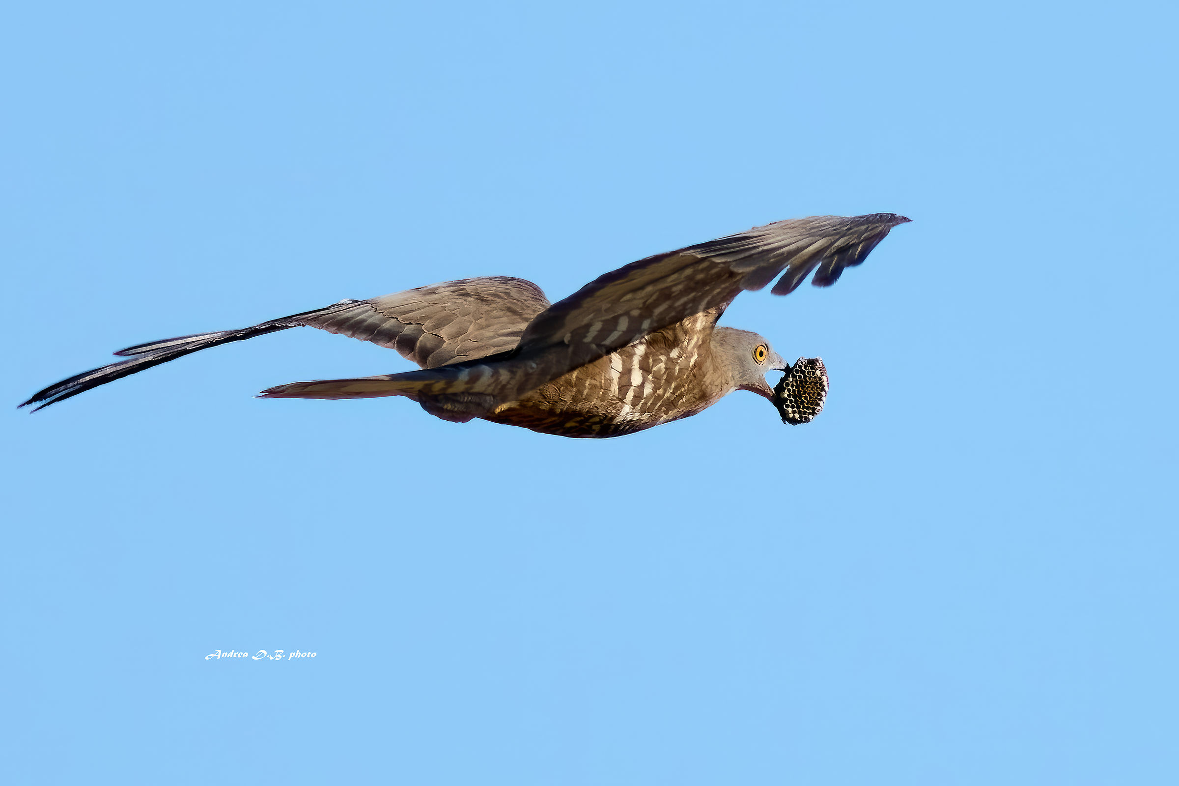 Falco pecchiaiolo con favo nel becco