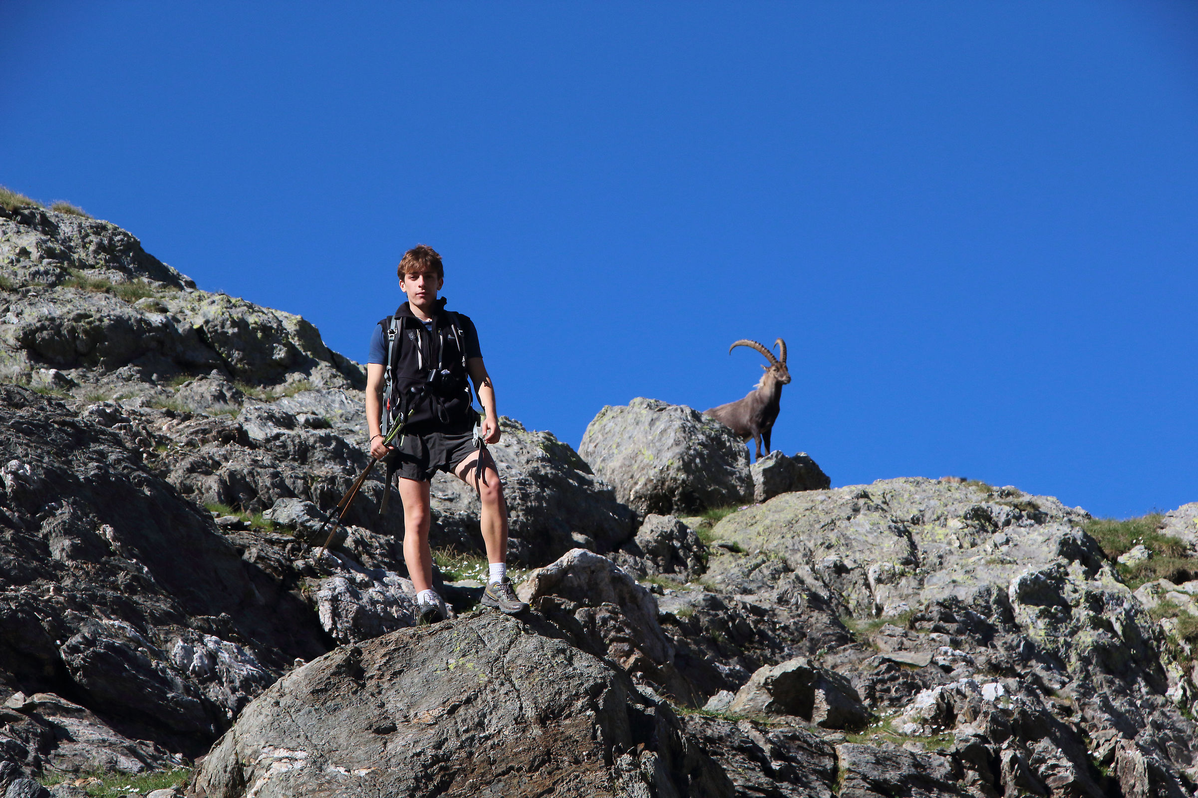 The "two ibex"