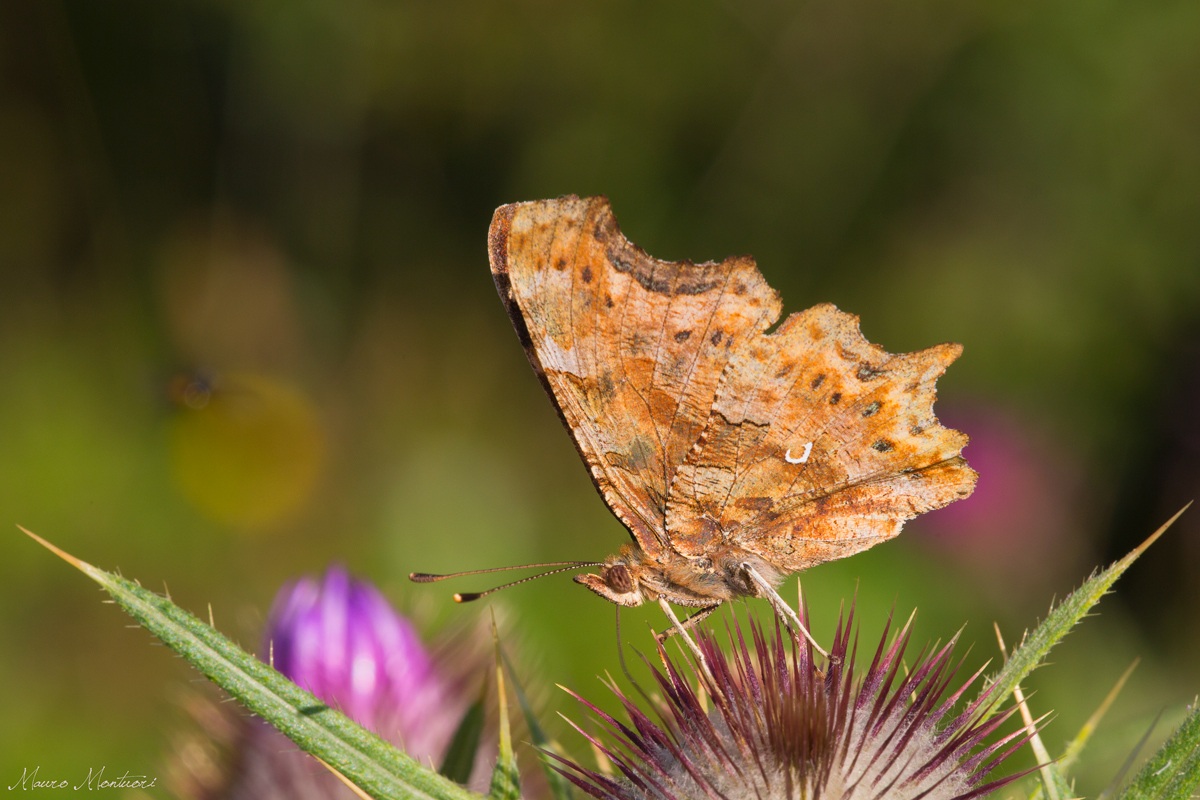 Polygonia c-album