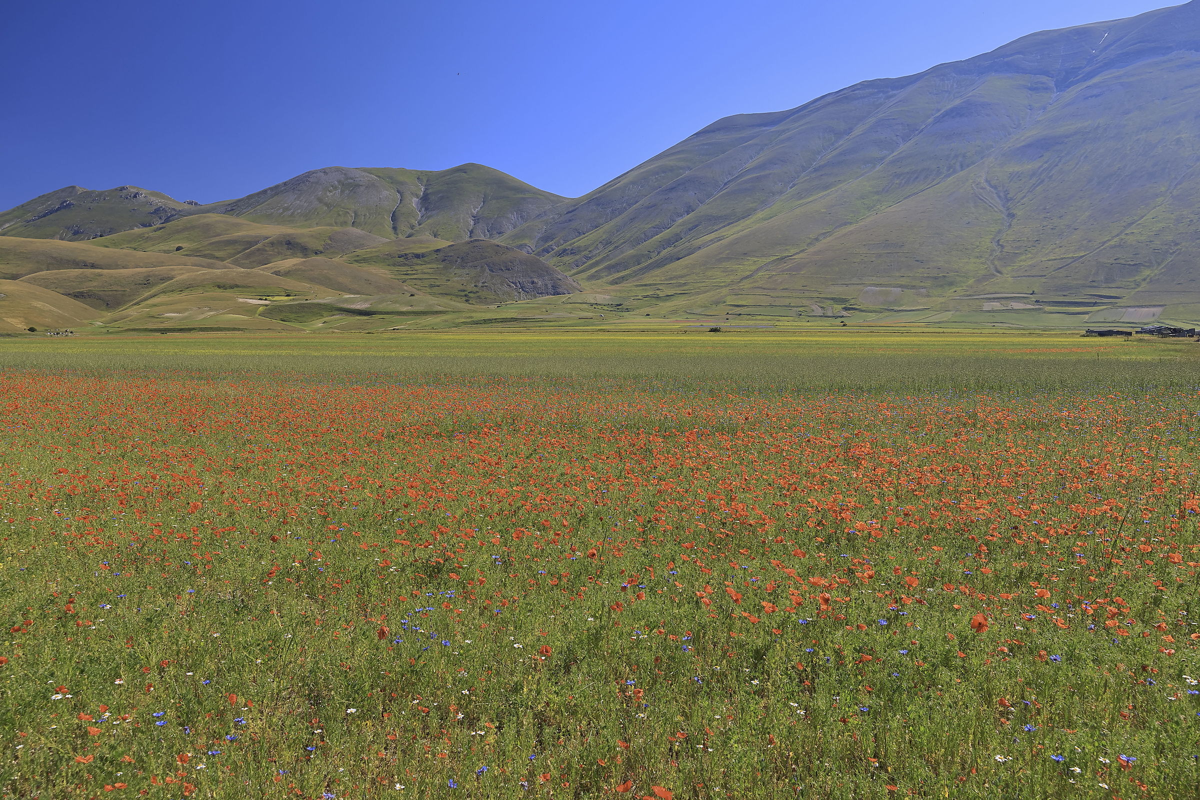 Castelluccio di Norcia - 26 giugno '26