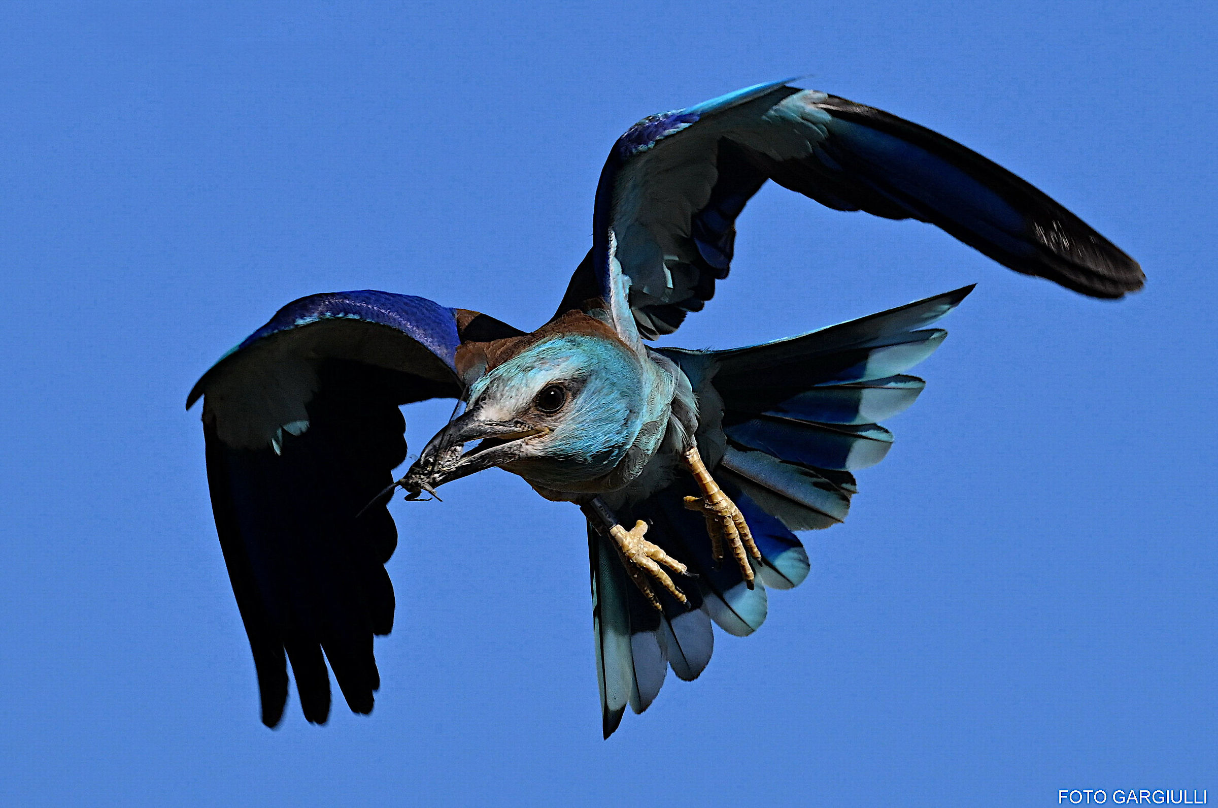 European jay with prey