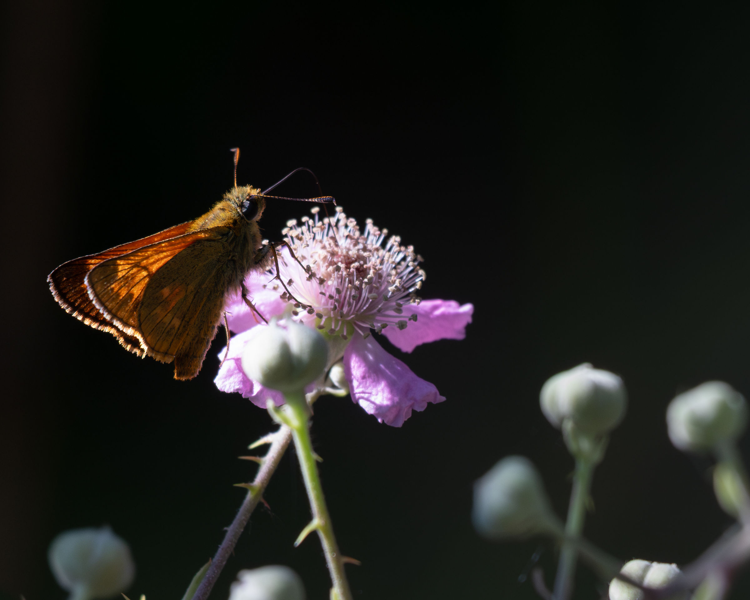 Non proprio la foto di un fiore e non proprio una macro