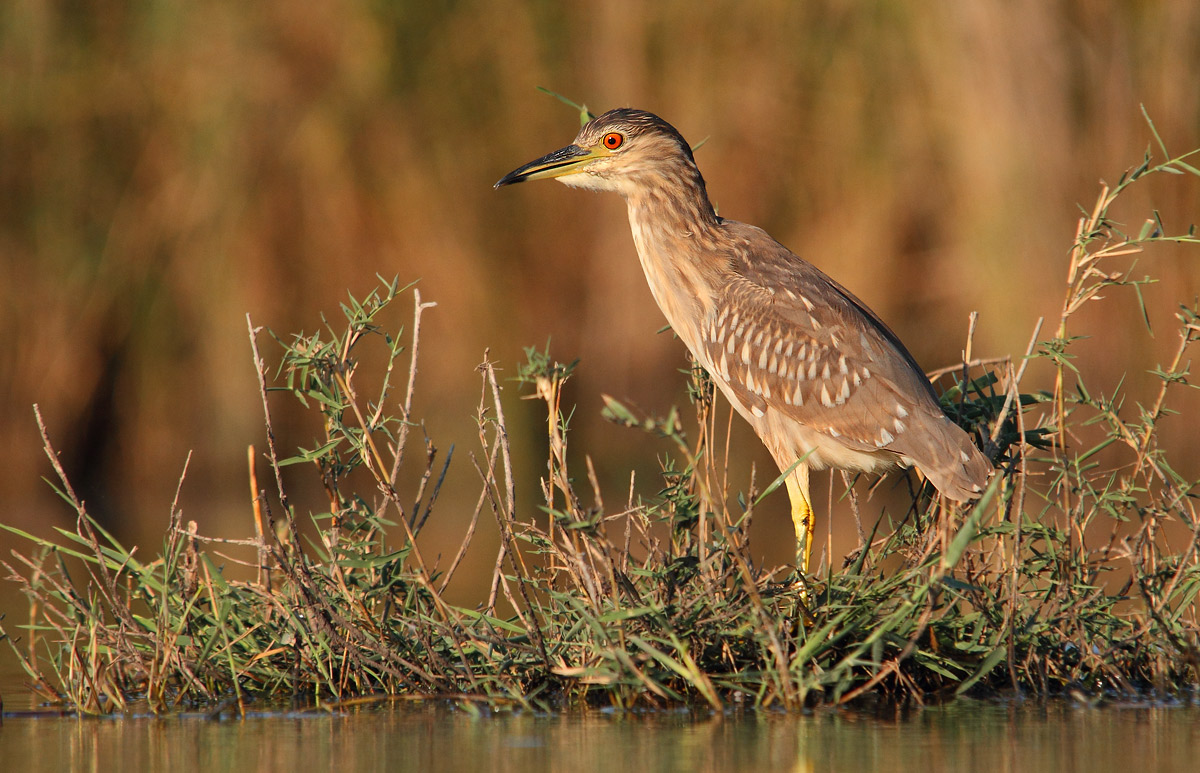 Young Night Heron