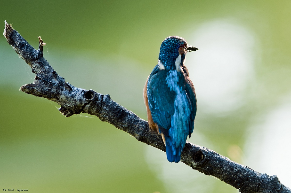 Martin Pescatore - alcedo atthis