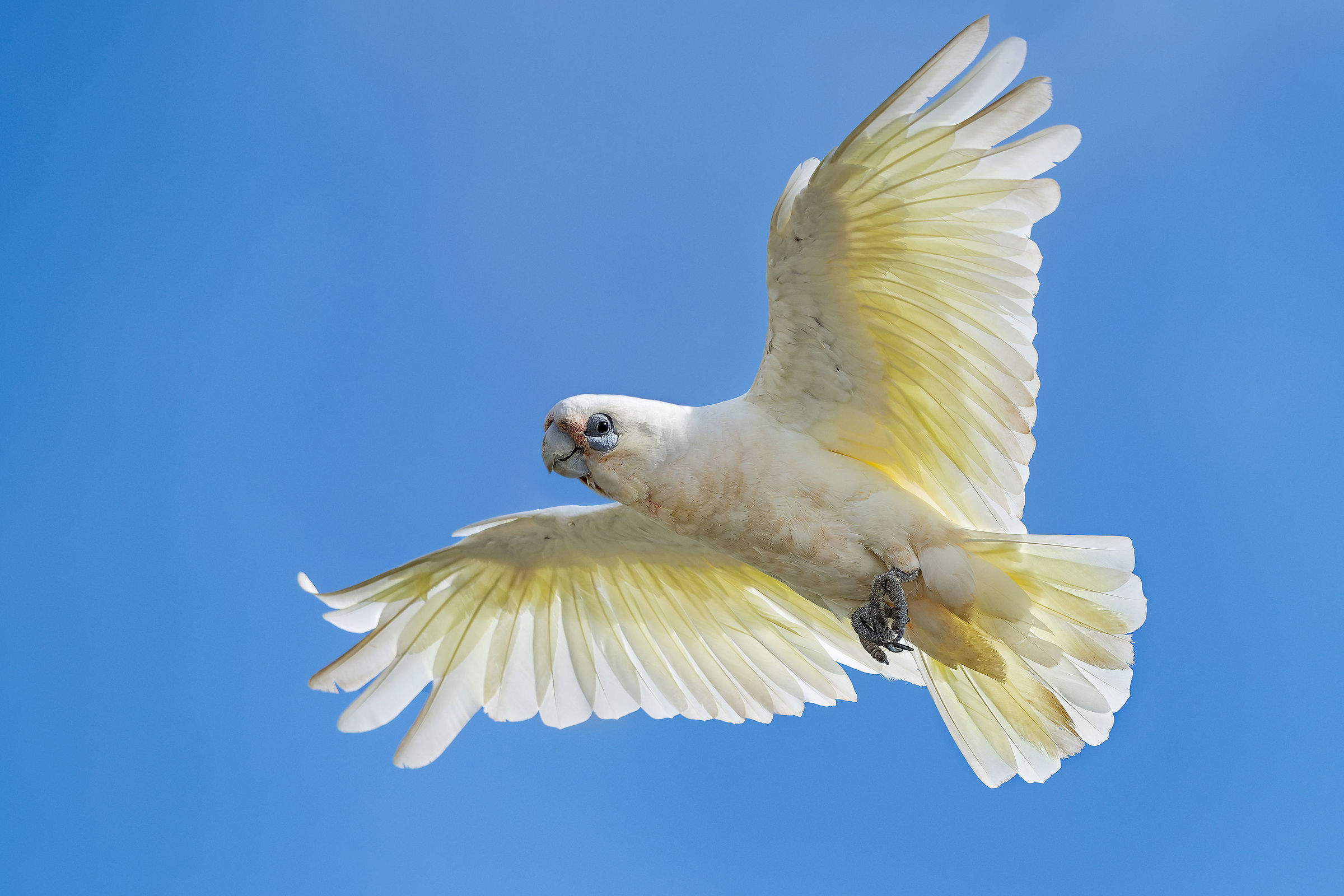 Small corella